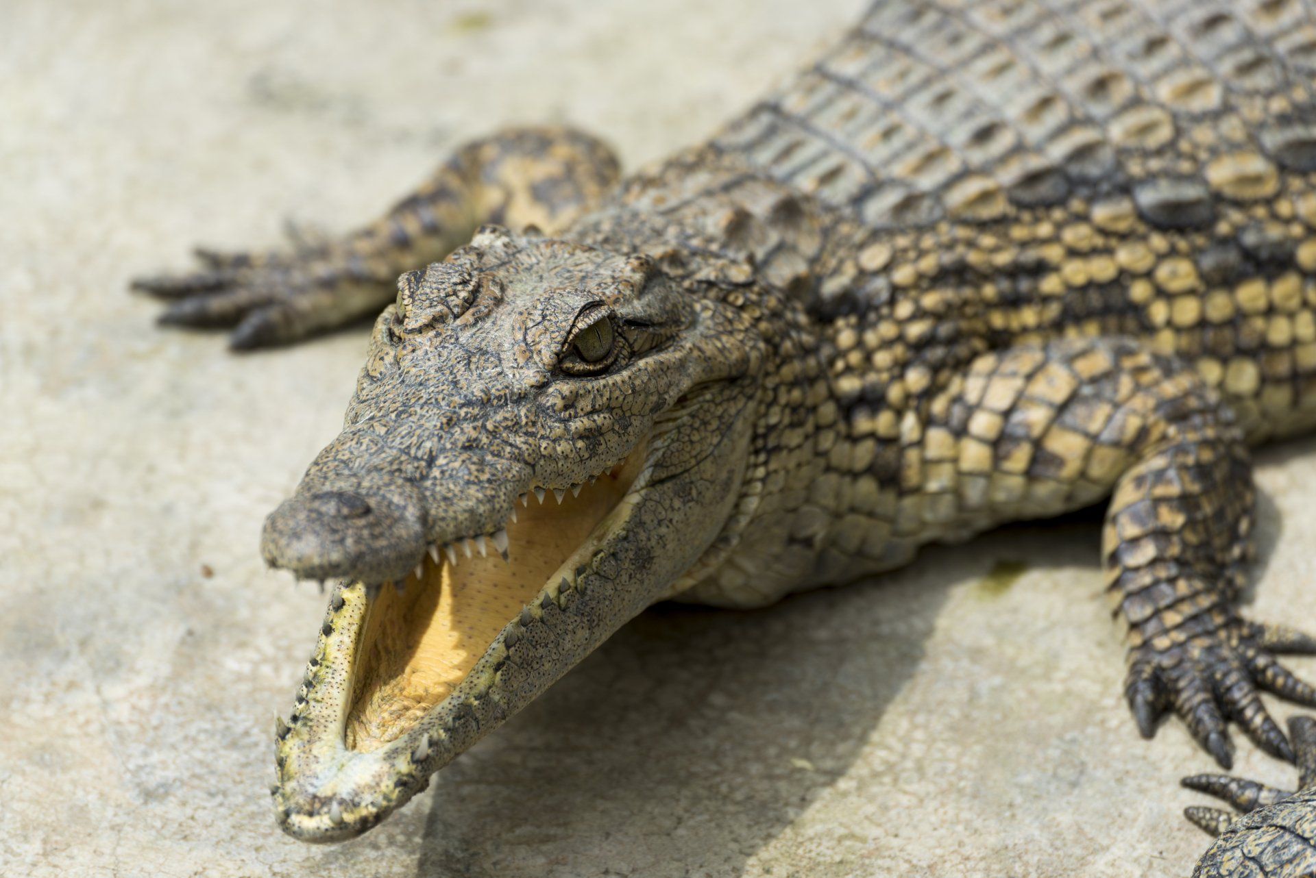 A close up of a crocodile with its mouth open.
