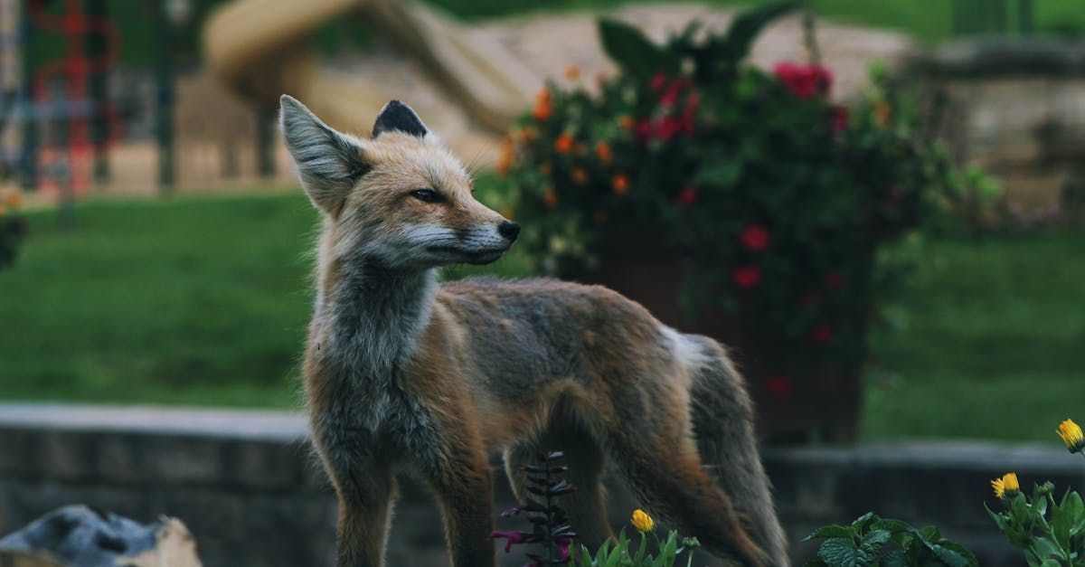 A fox is standing in the grass in a park looking at the camera.