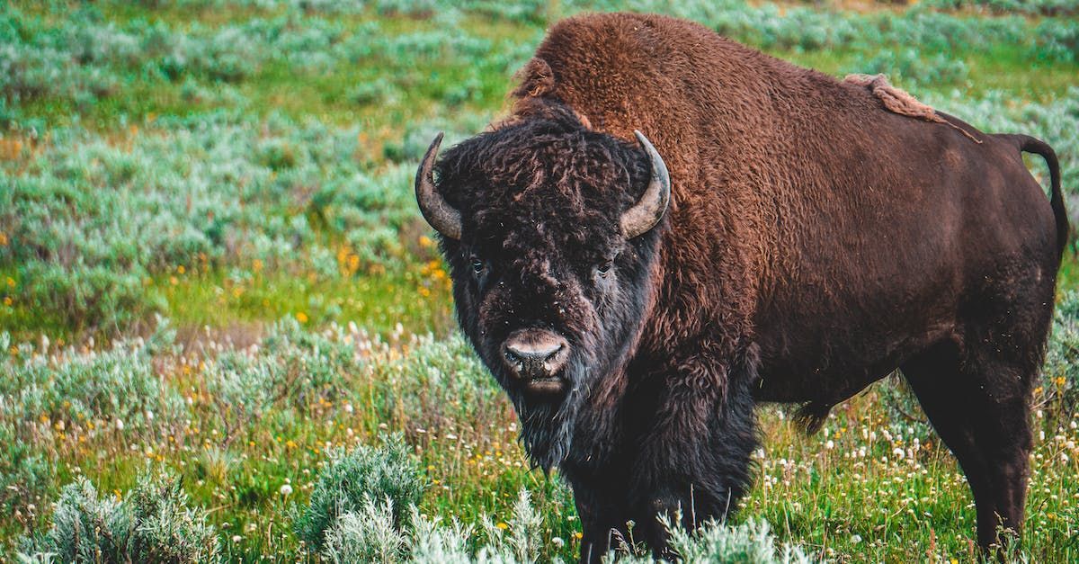 A bison is standing in a grassy field looking at the camera.