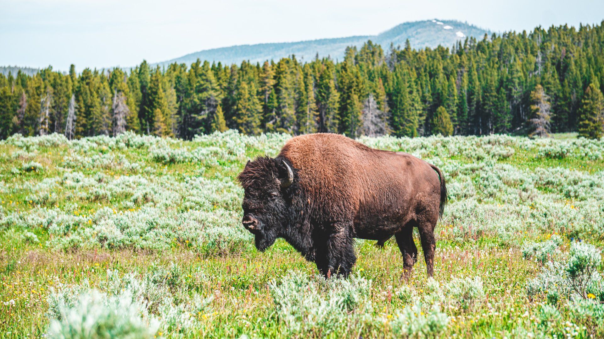 A bison is standing in a grassy field with trees in the background.