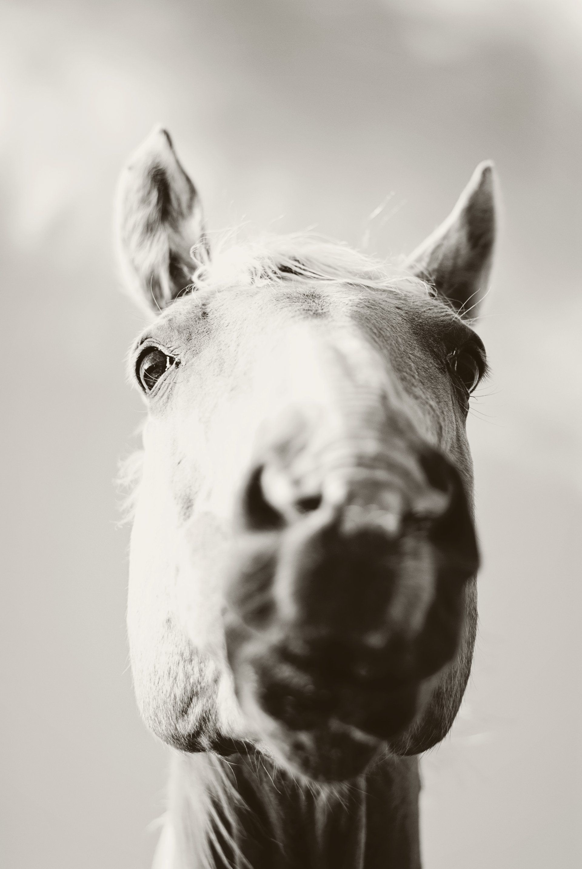 Black and White photo of a horse, header photo of price page for pet care services such as horse care
