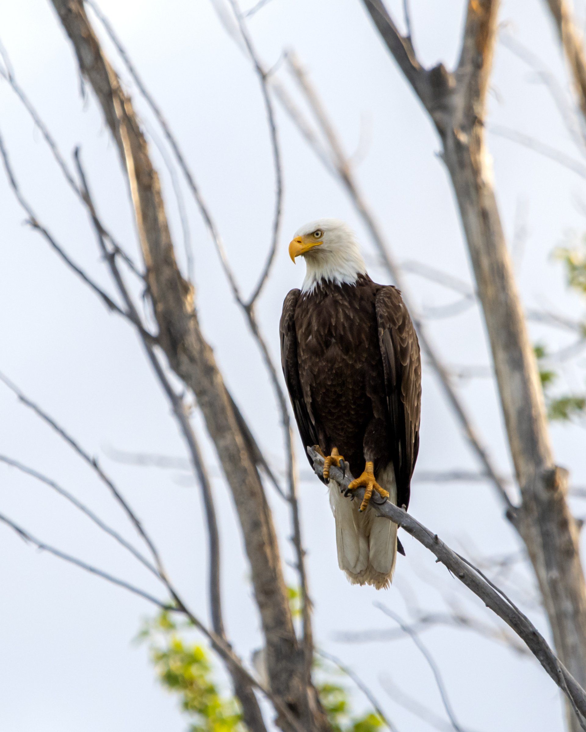 An image of a bald eagle