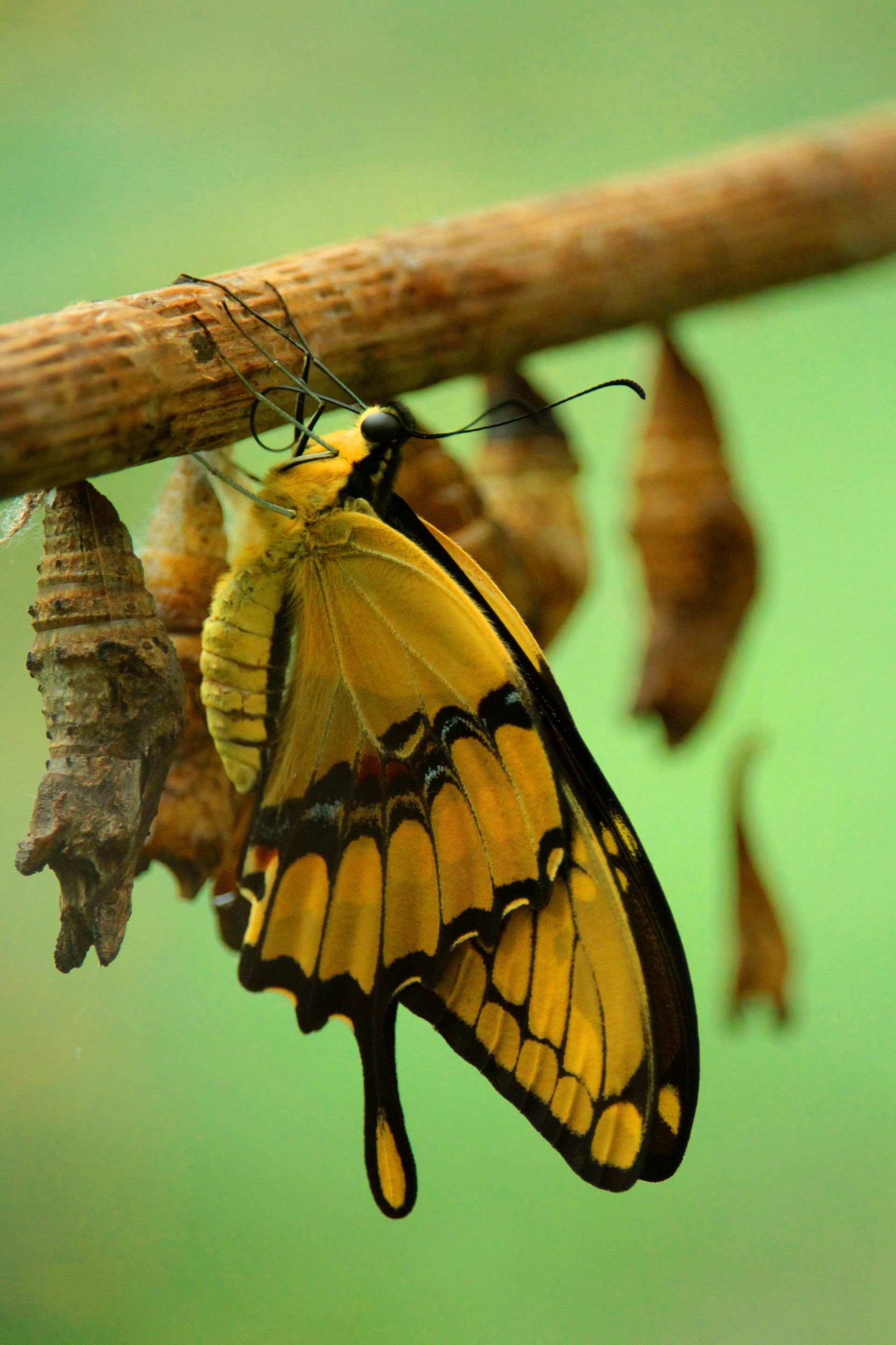 A butterfly emerging from it's chrysalis