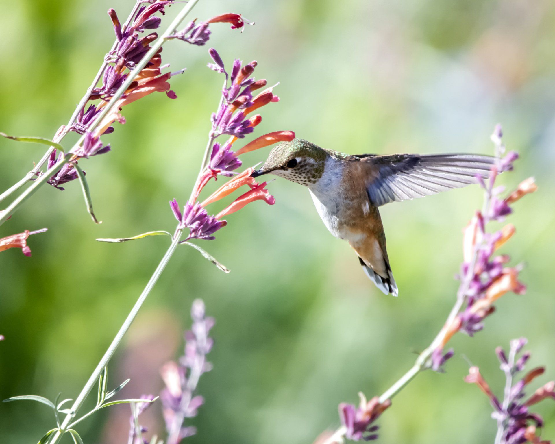 A hummingbird is flying over a purple flower.