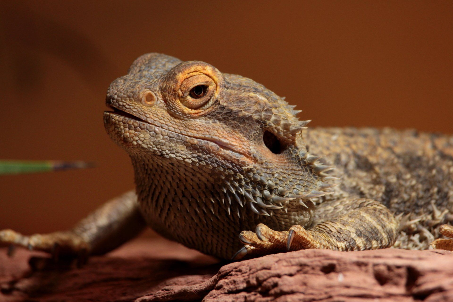 Gray bearded dragon with orange eyes