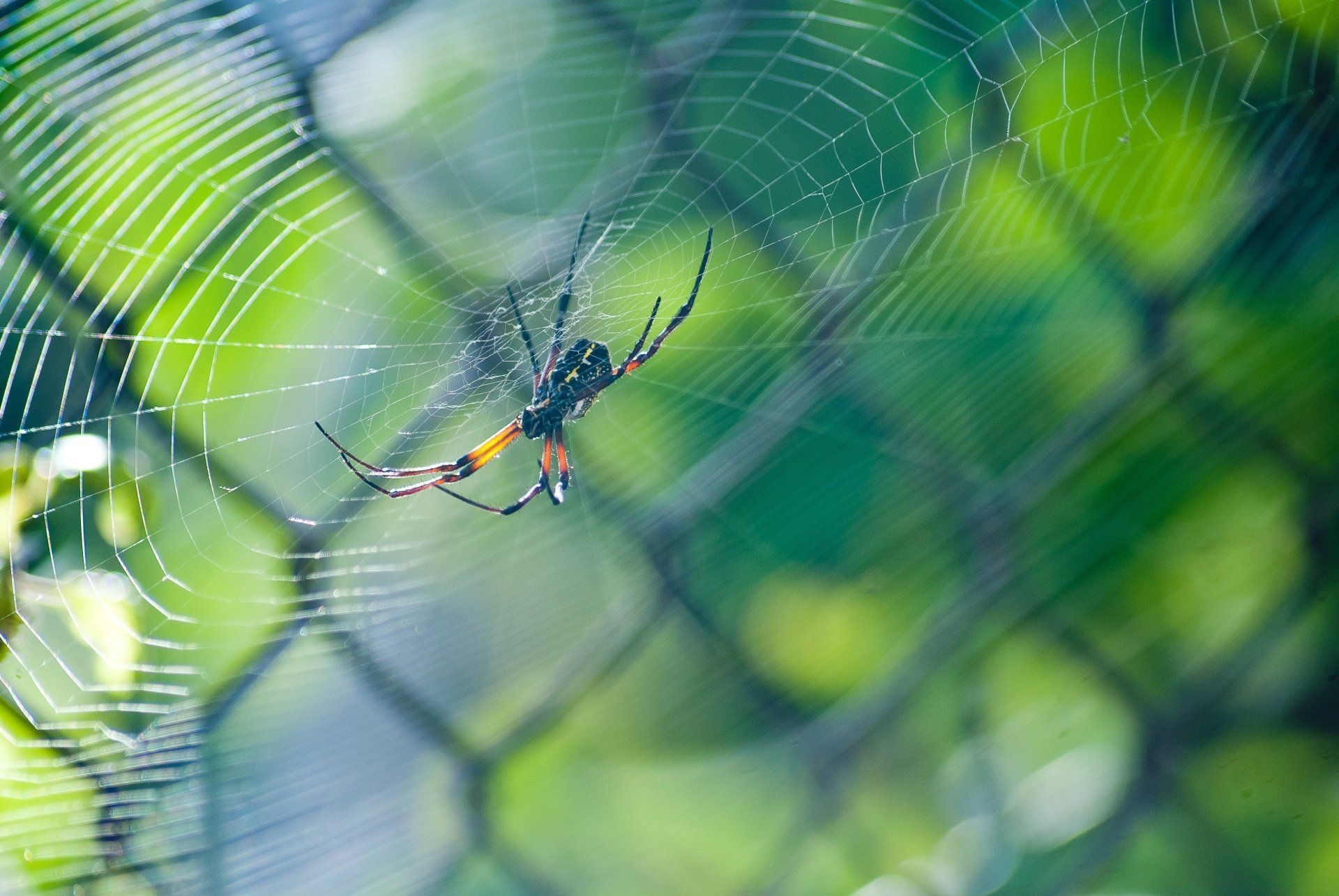 A spider is sitting in a web on a chain link fence