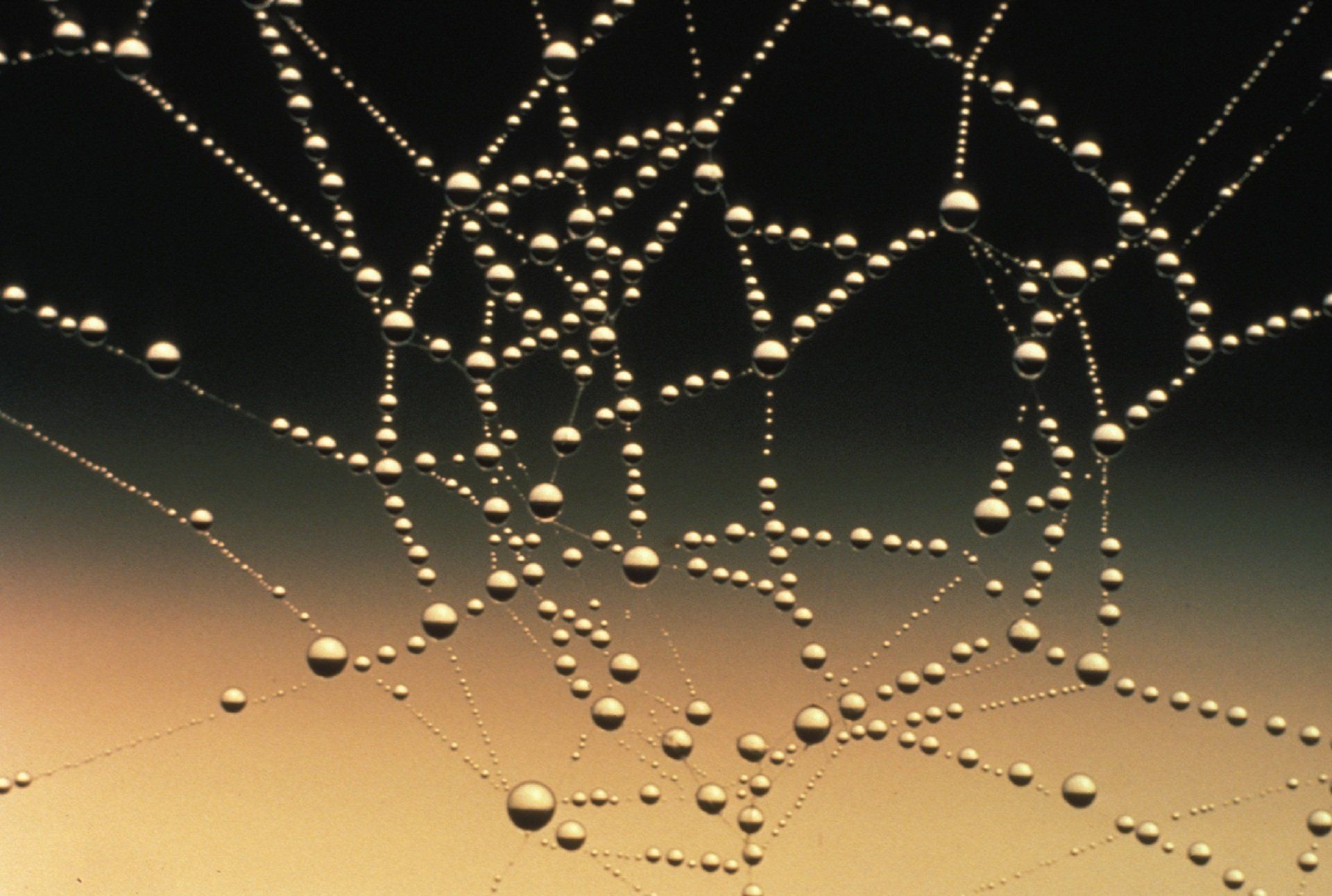 A close up of a spider web with water drops on it