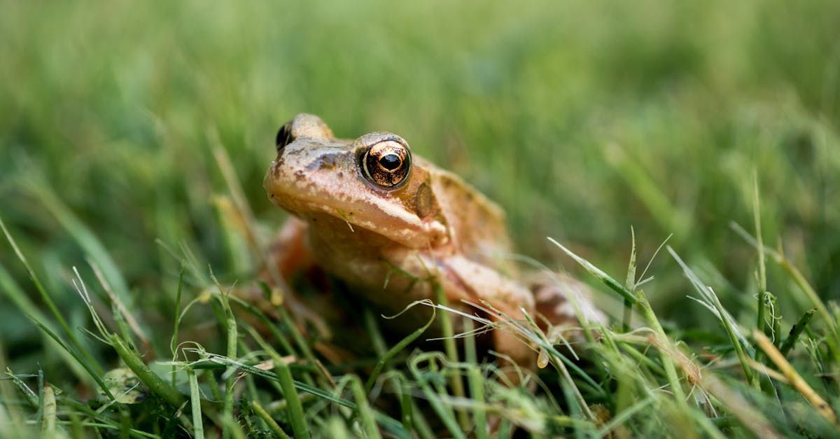 A frog is sitting in the grass and looking at the camera.