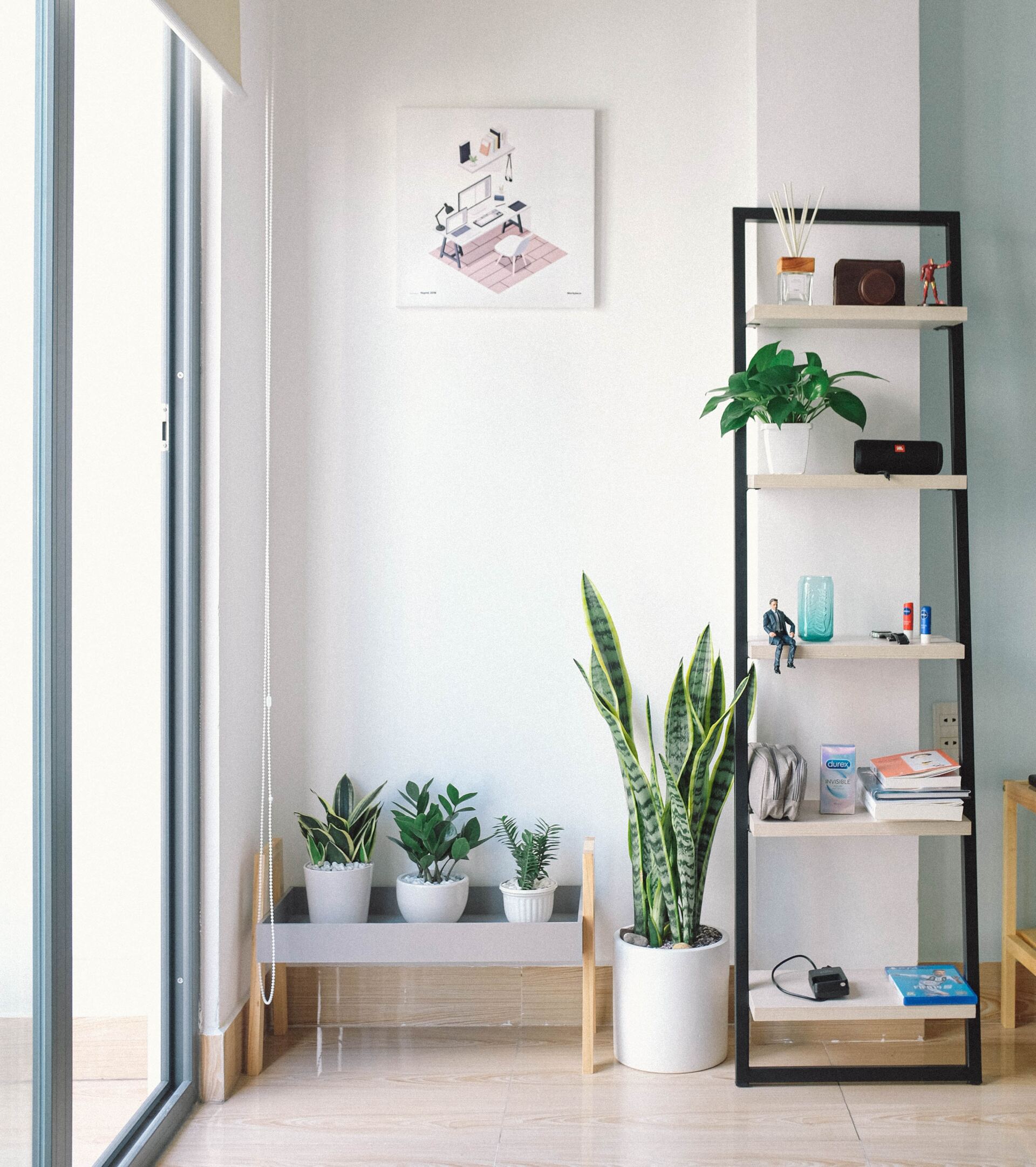 un scaffale con diverse piante e un dipinto sul muro