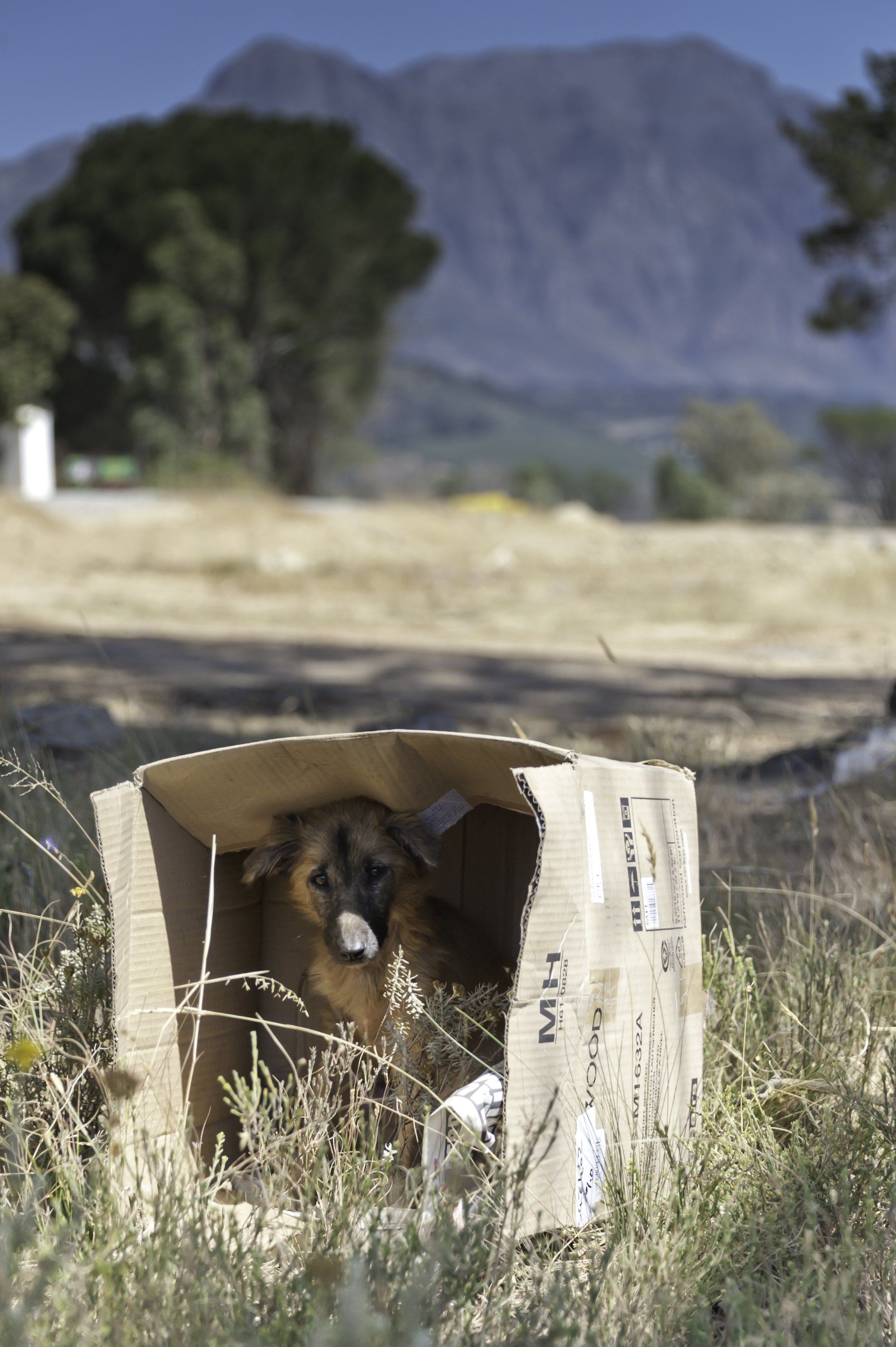 a cardboard box with a dog inside of it