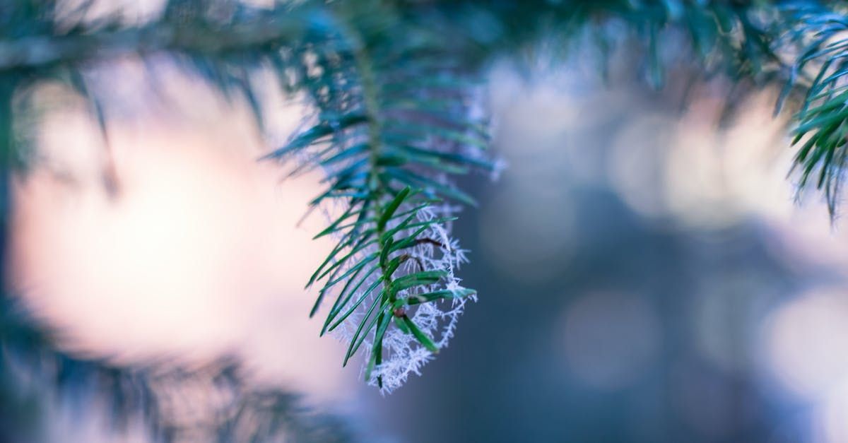 Winter Pine Diffuser Oil Christmas Tree Scent