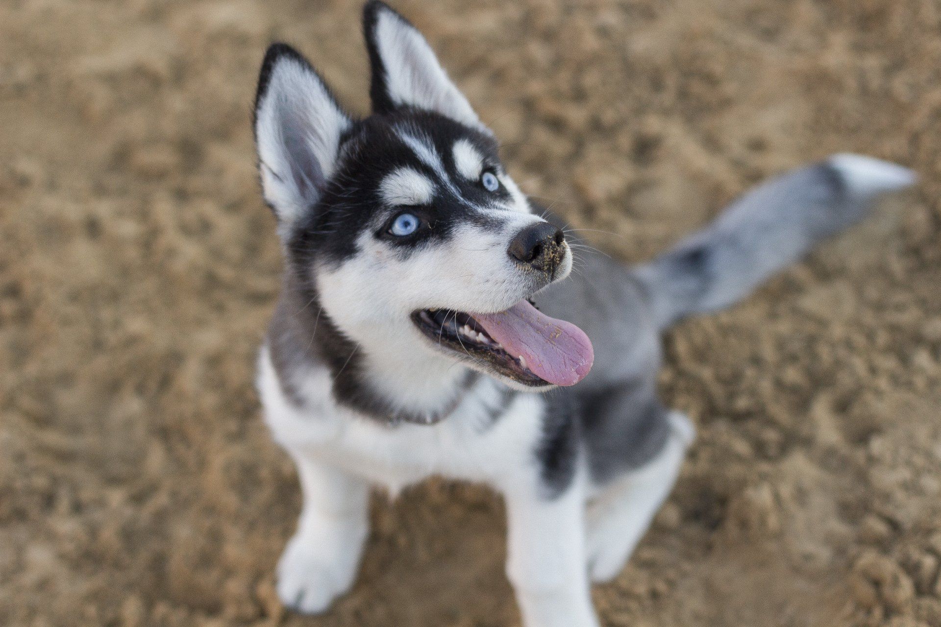a husky puppy is sitting on the ground with its tongue hanging out .