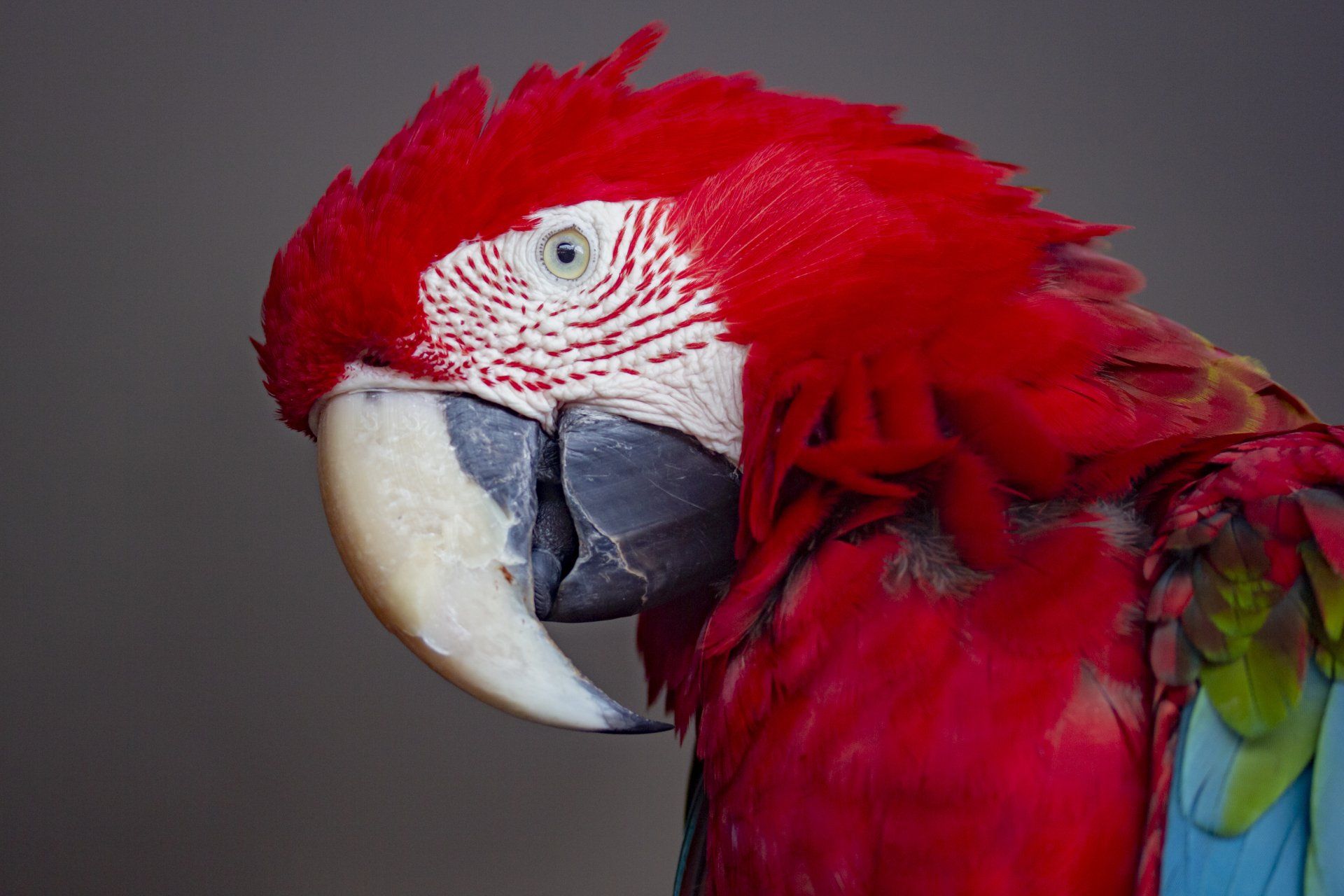 Beautiful red parrot with big beak