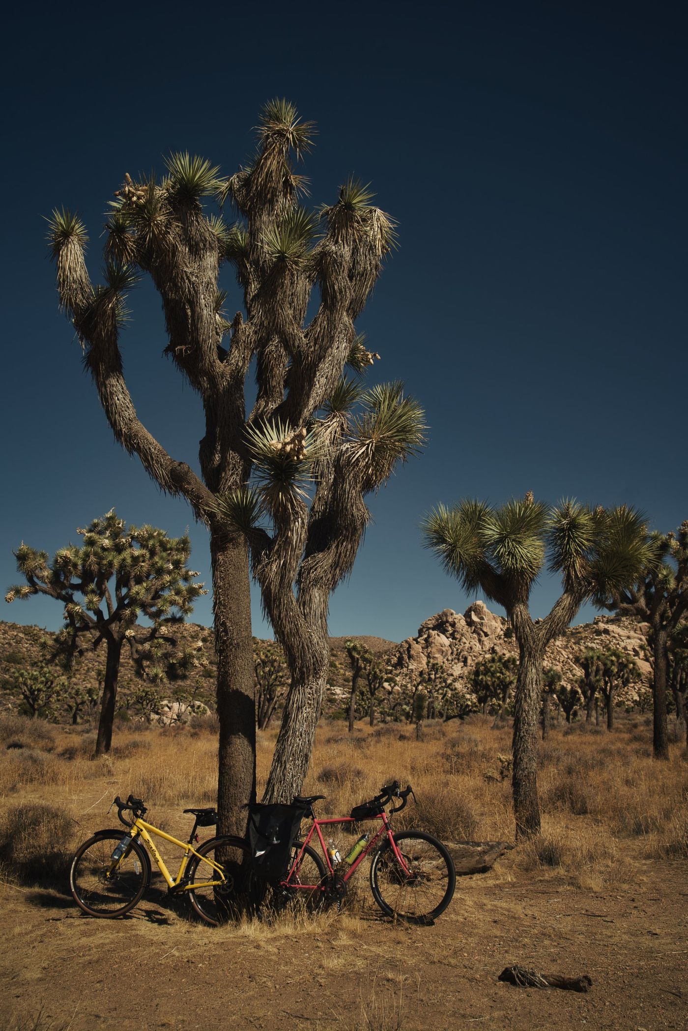 Arizona Joshua Tree Forest.
