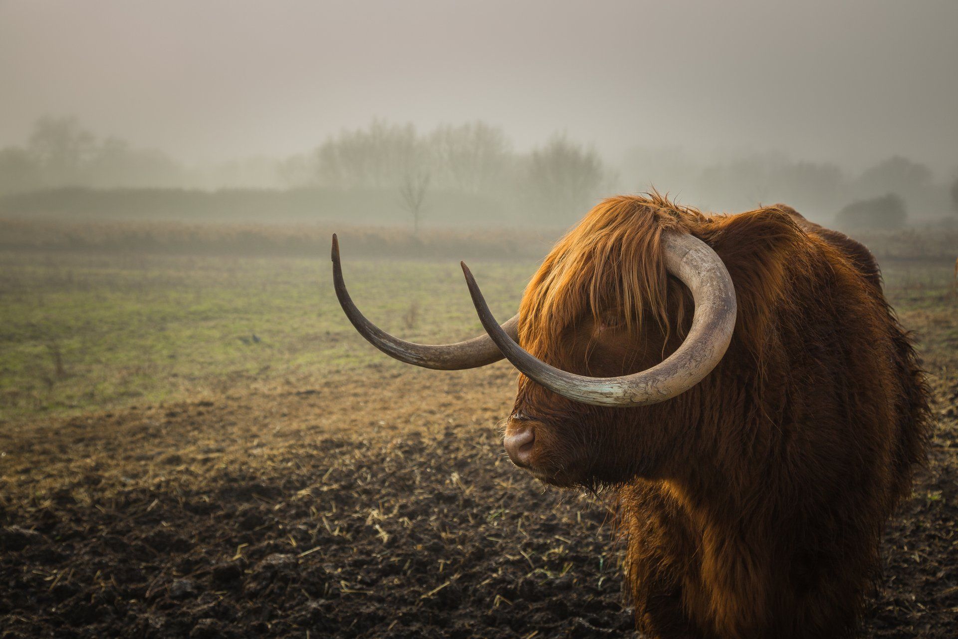 A yak with long horns is standing in a field.