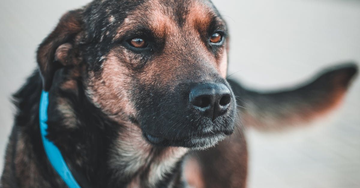 A dog looking a little uneasy. 