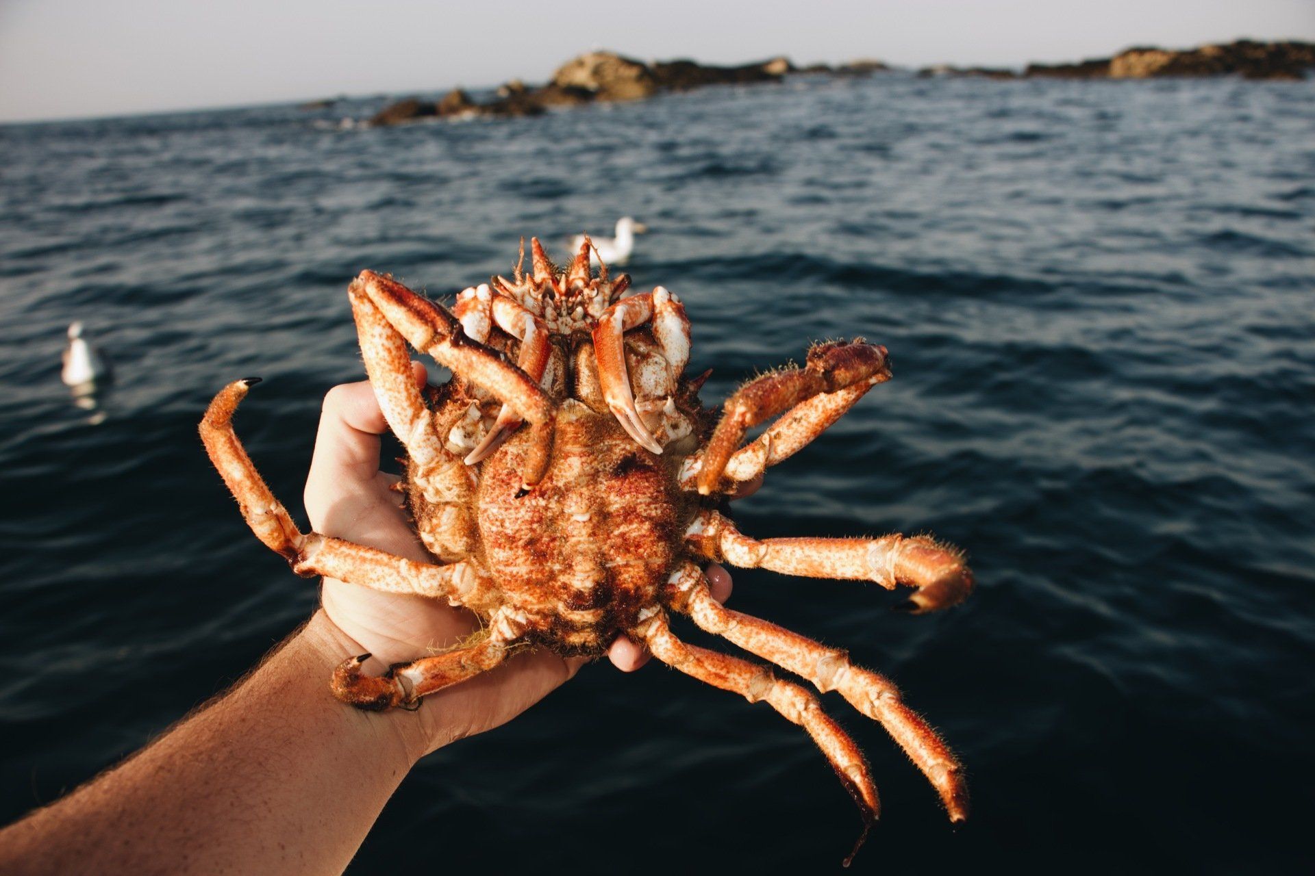 A Person Is Holding a Crab in Their Hand in Front of The Ocean