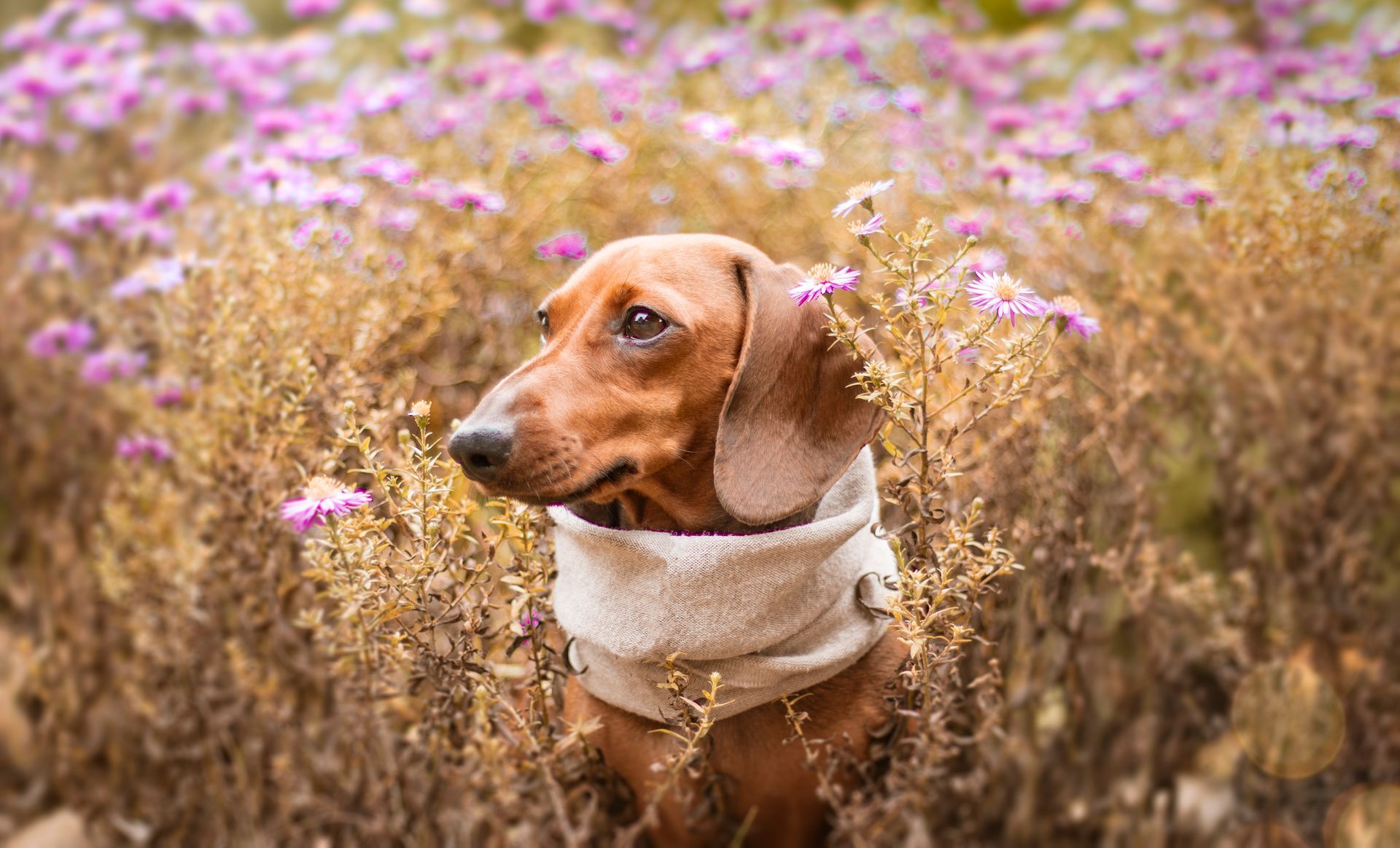 a dachshund wearing a scarf is standing in a field of purple flowers .
