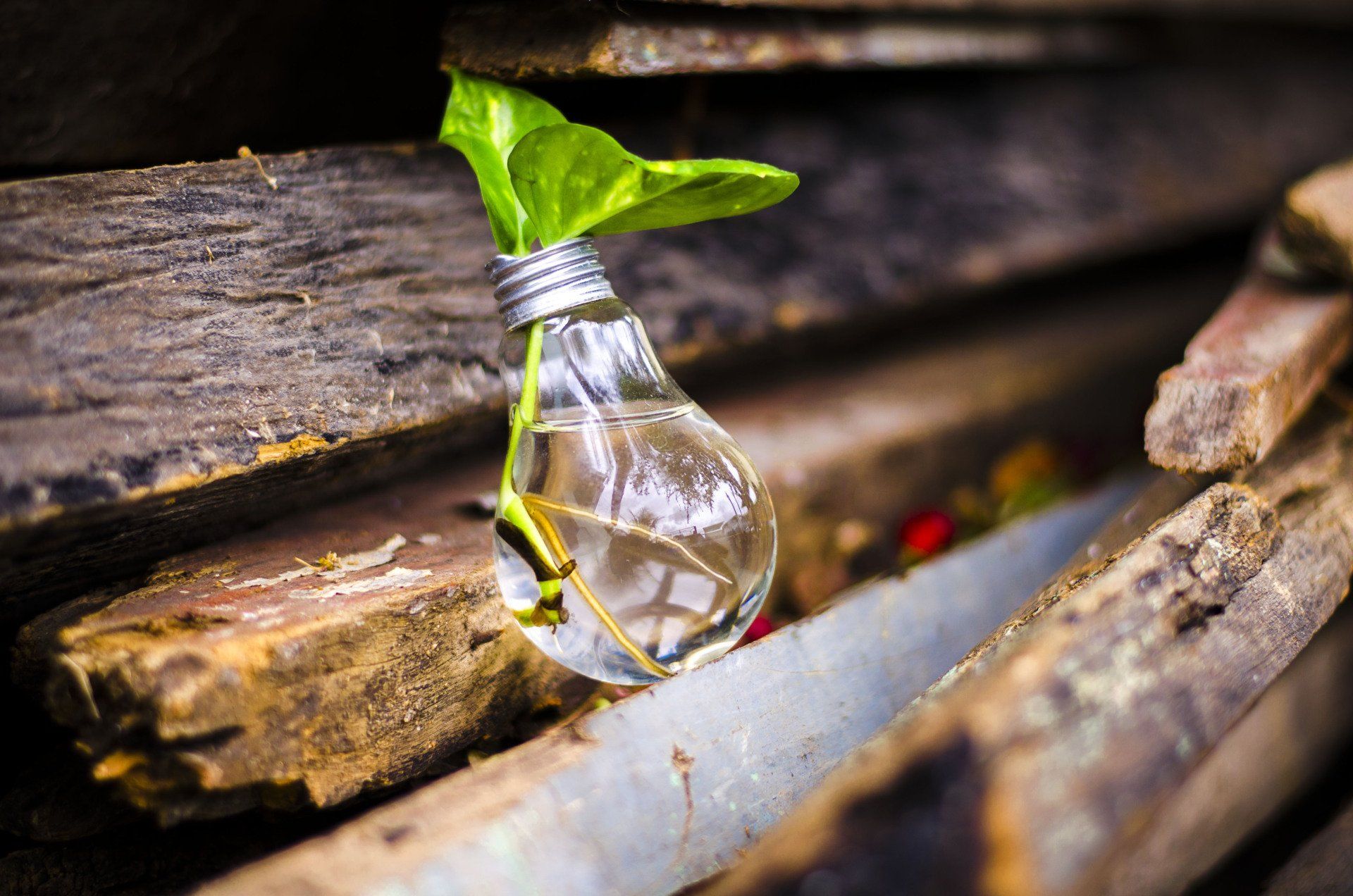 Light bulb with plant growing in it among wood symbolizing innovation