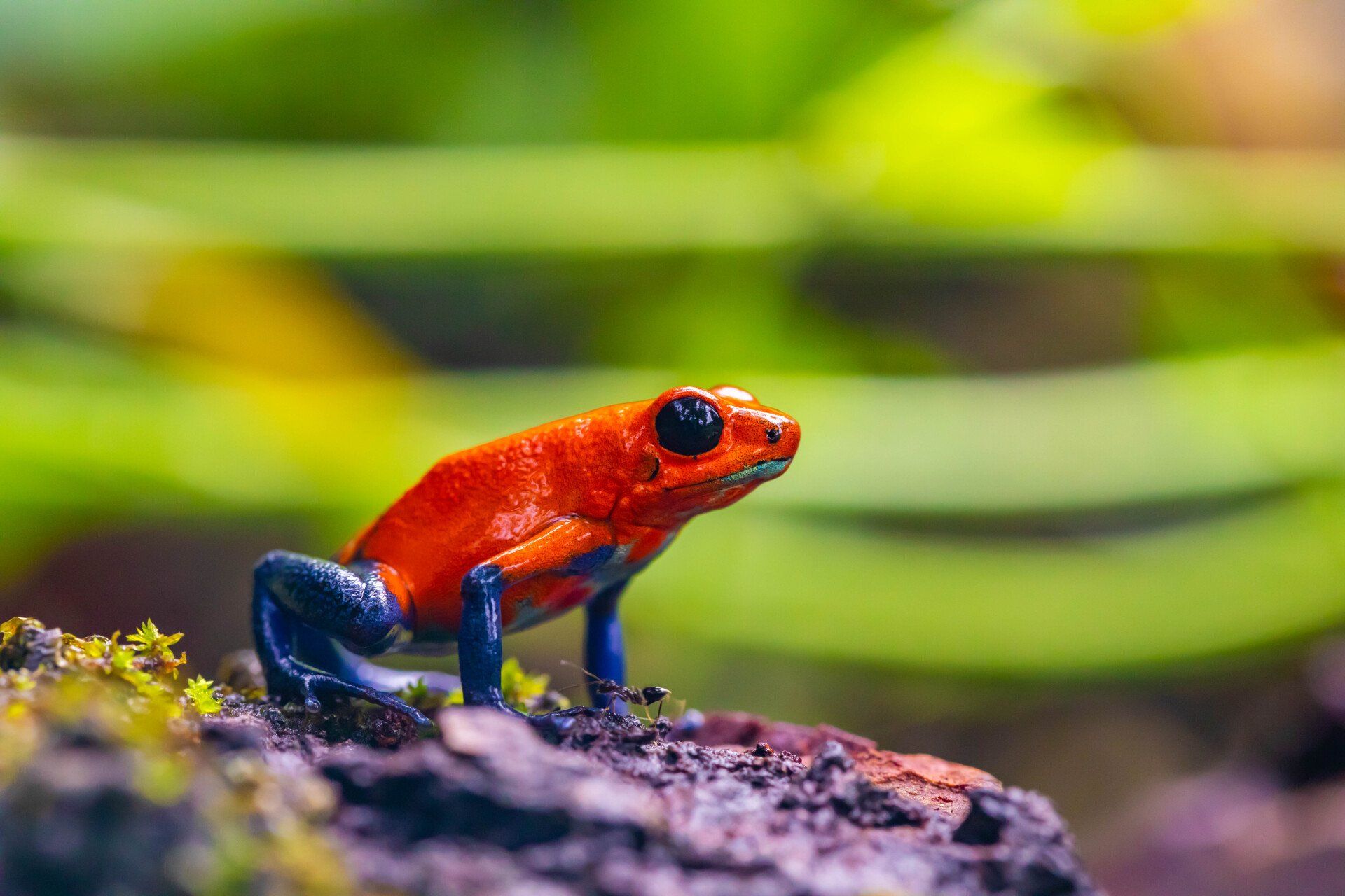 A red and blue frog is sitting on a rock.