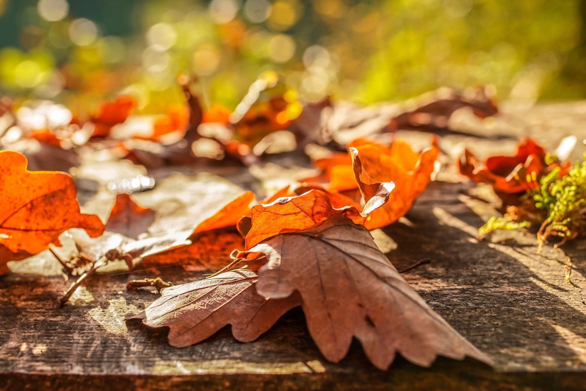 A small pile of leaves waiting for removal