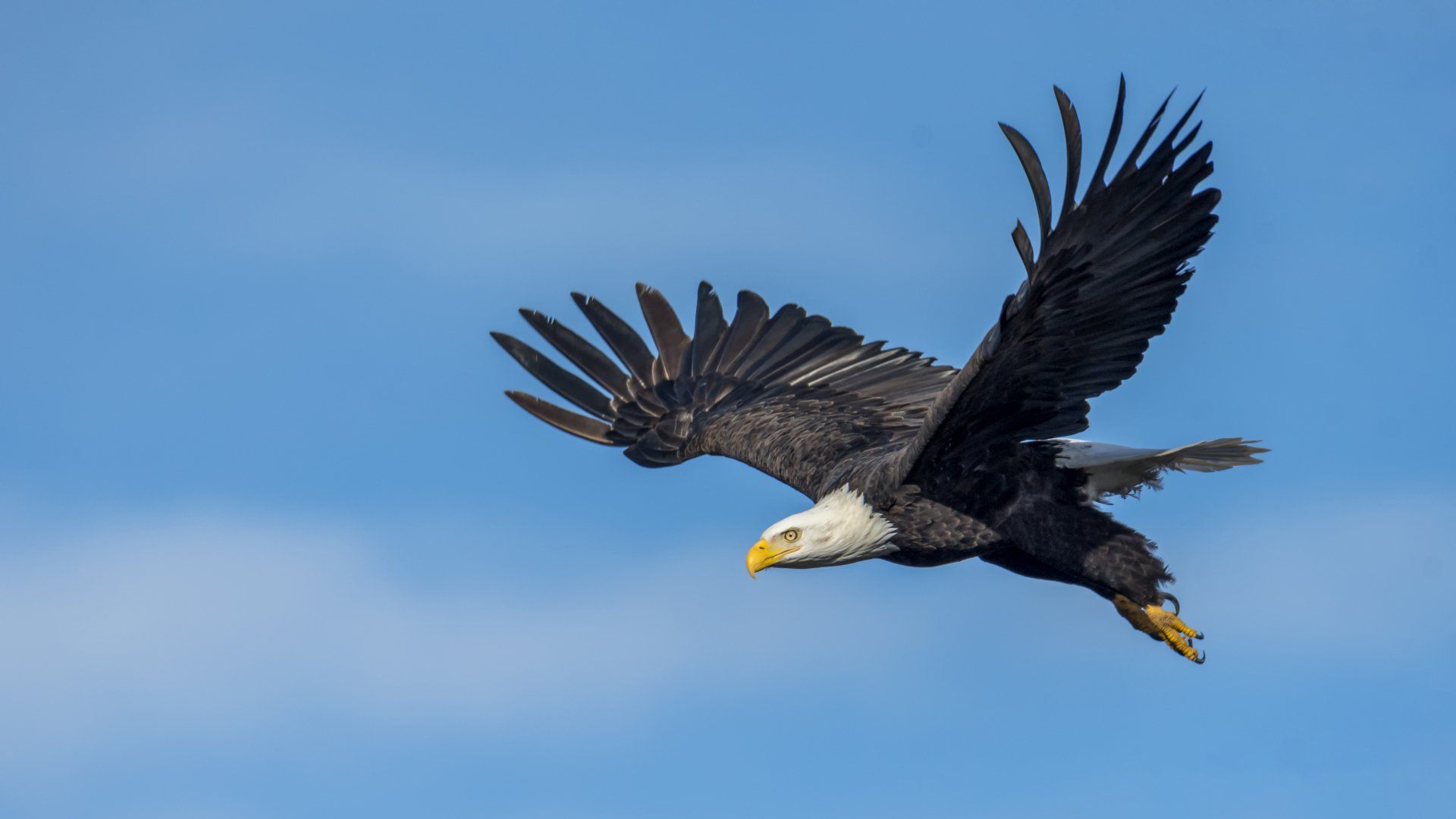 A bald eagle is flying through a blue sky.
