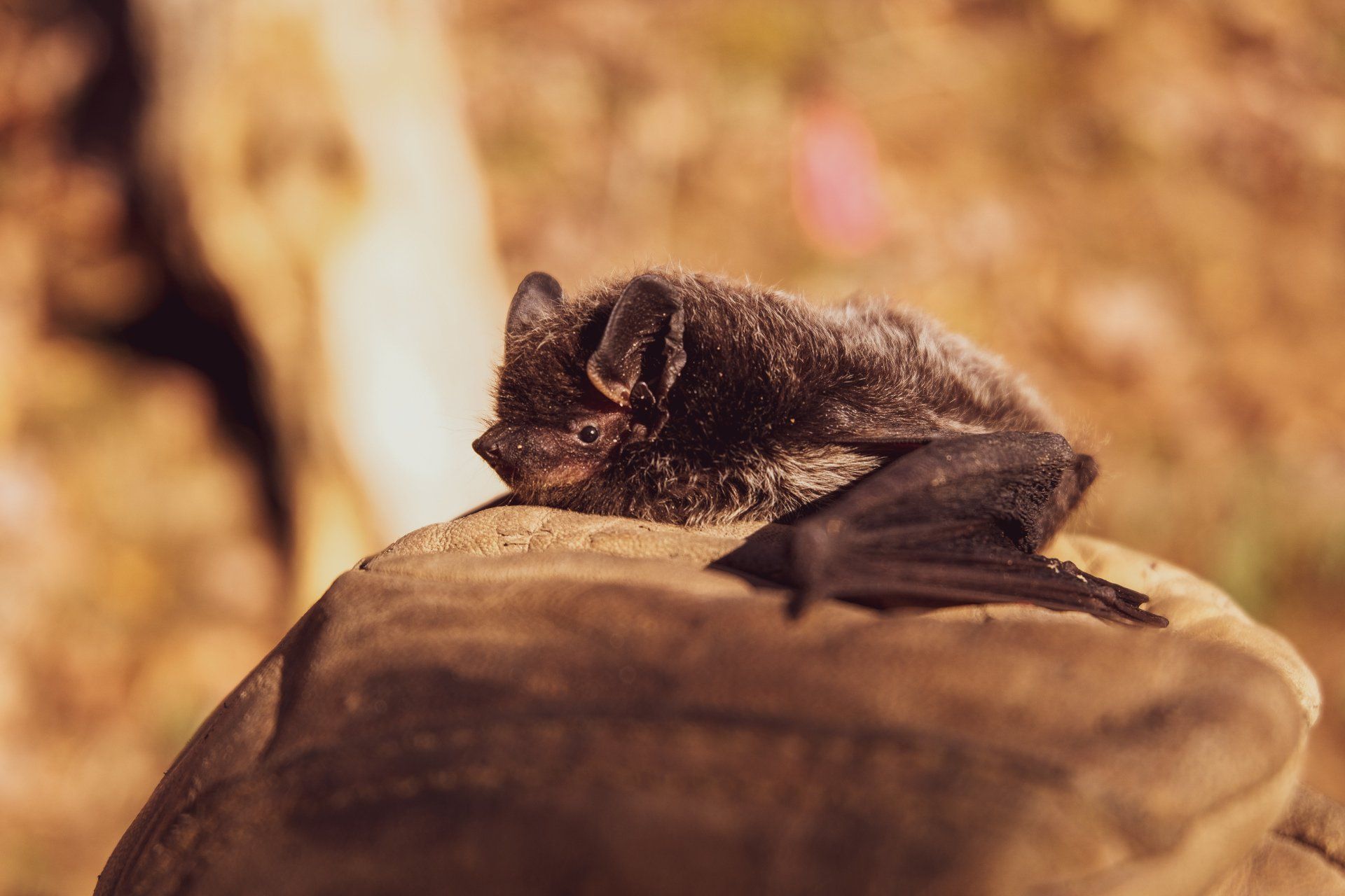 Fuzzy Bat Laying on Rock