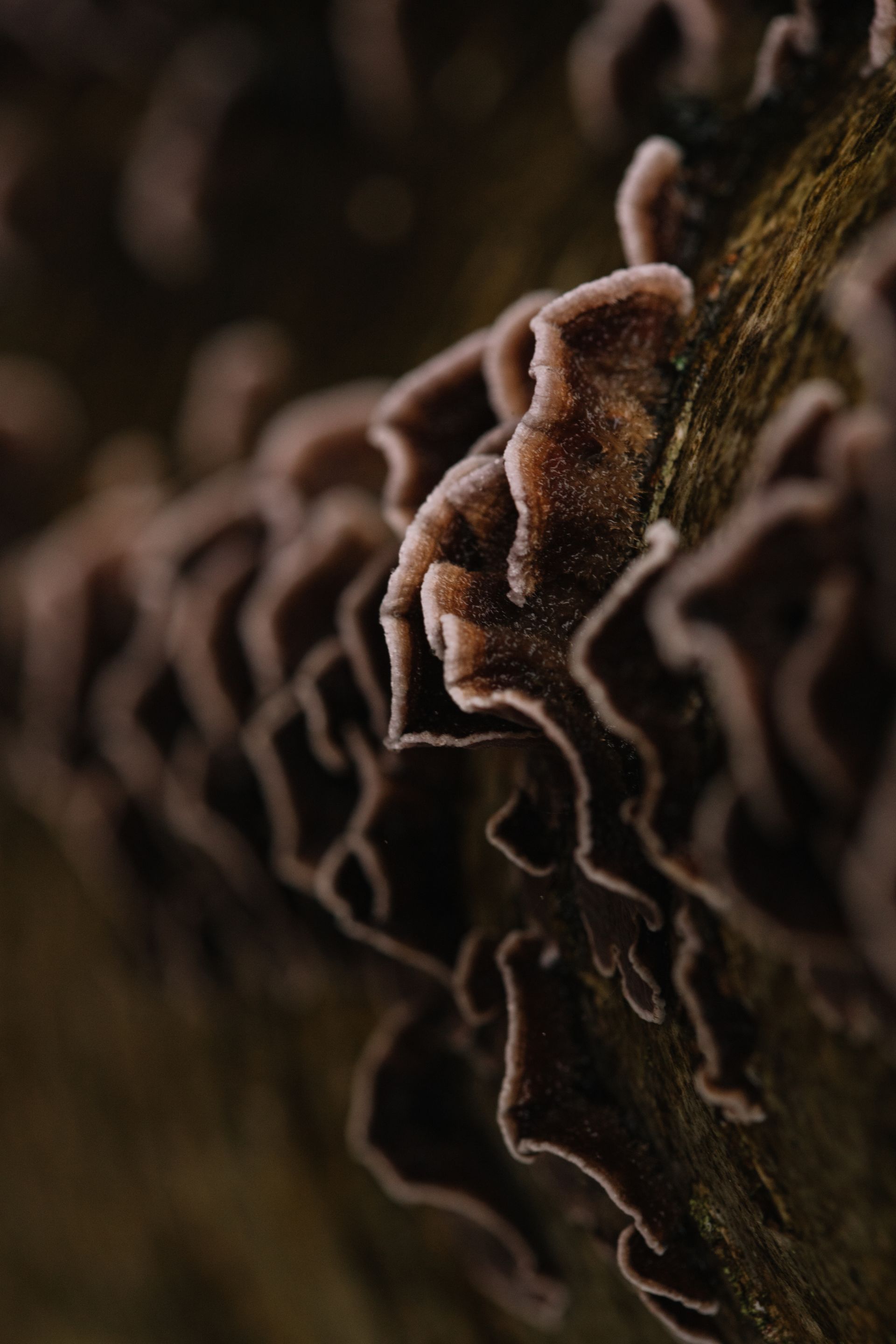 A close up of a mushroom growing on a tree trunk.