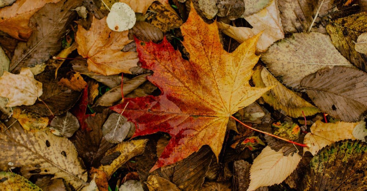 Natural Pursuits by Sue Cartwright, Spiral Leaf