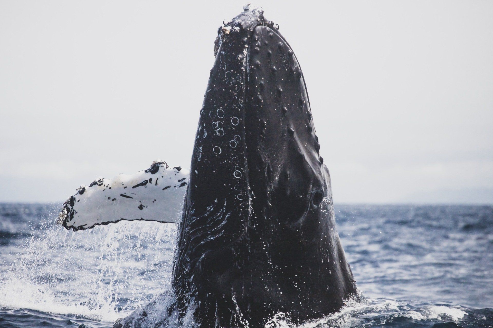 A humpback whale is jumping out of the water
