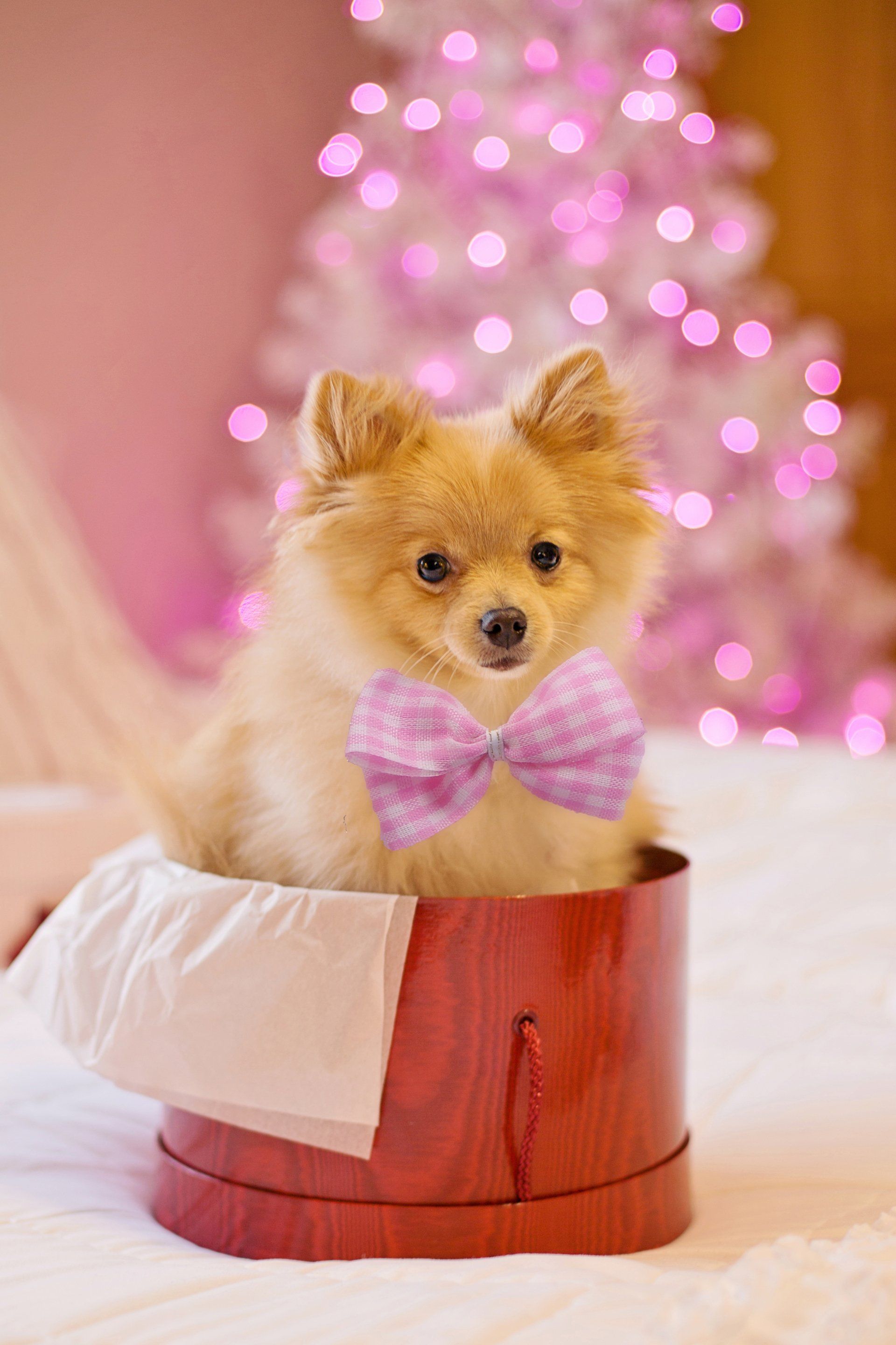 Pomeranian breeders at pure breed puppies