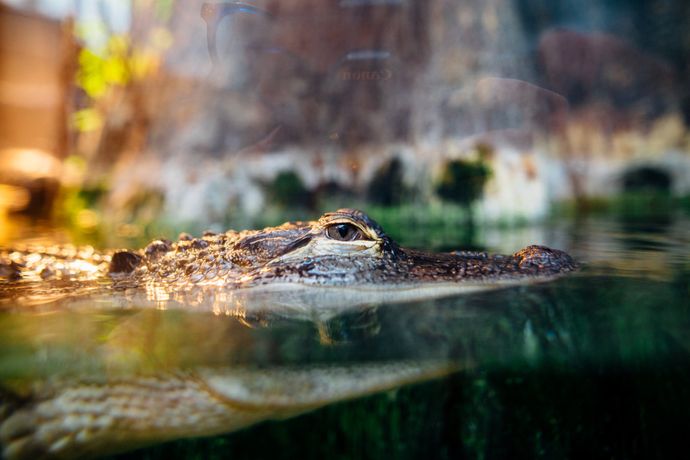 Alligator lurking in the water