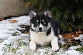 cheap siberian husky for sale