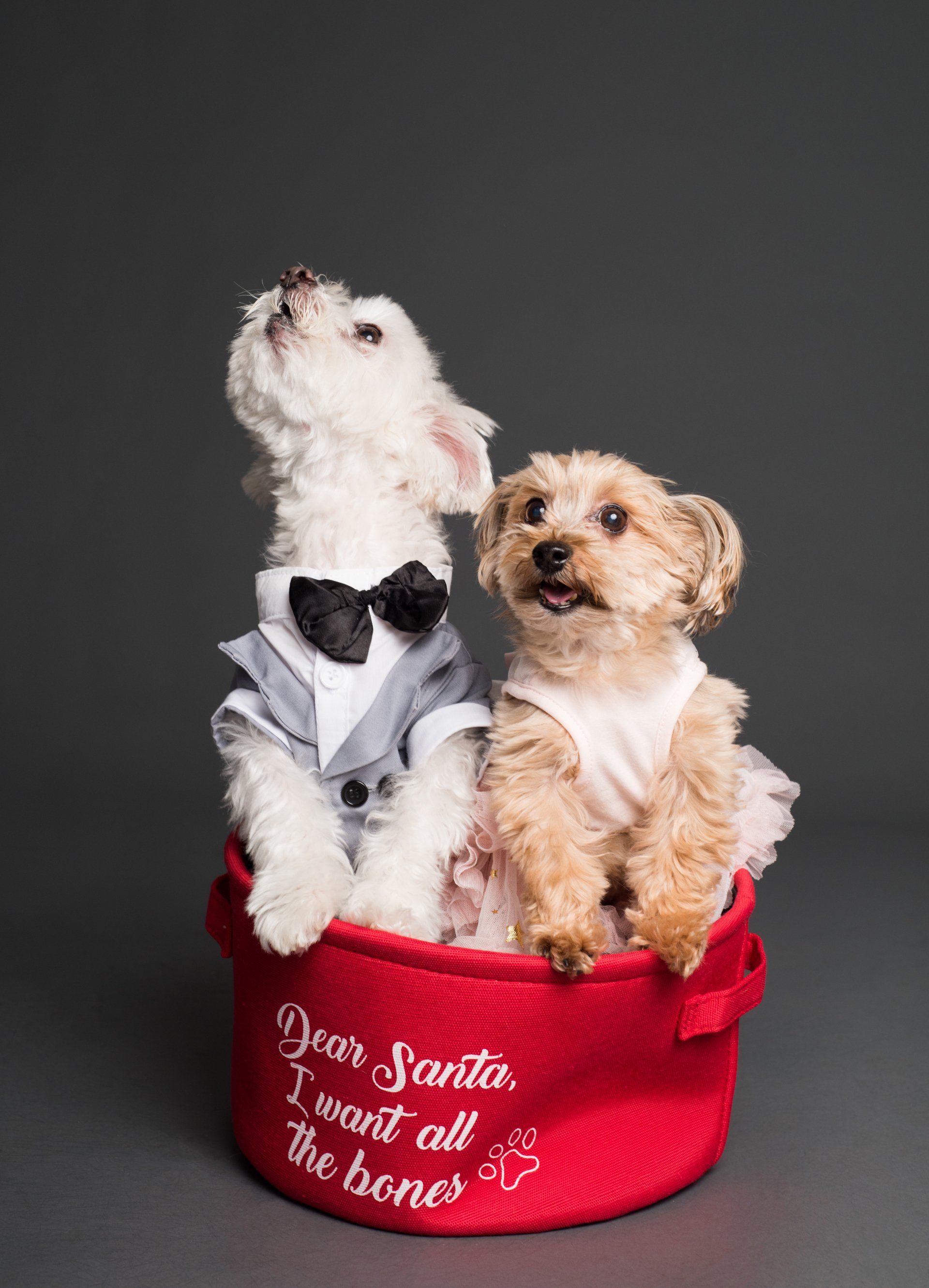 Two small dogs wearing tuxedos and bow ties are sitting in a red basket.