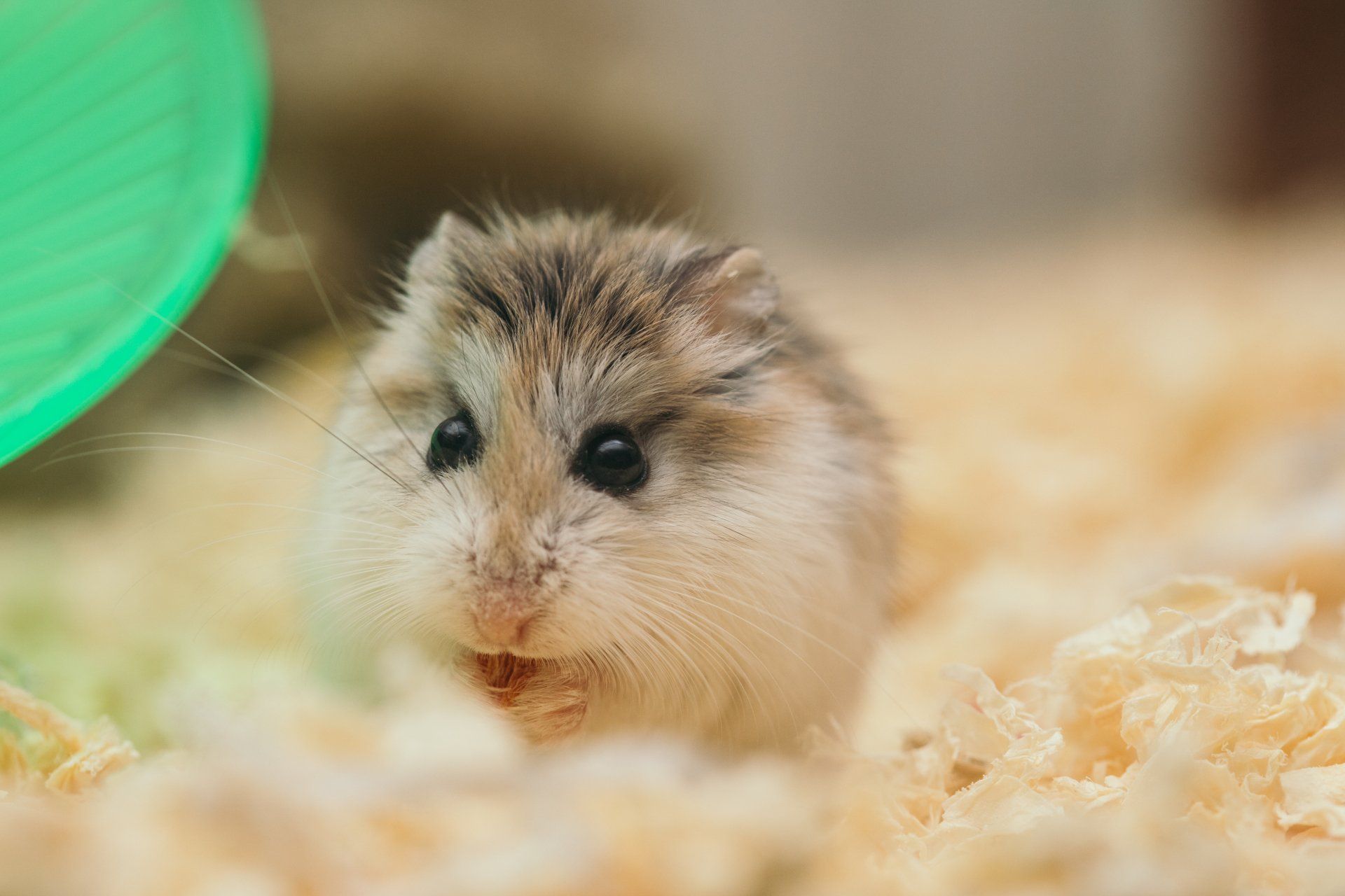 Hamster Food @Creatures & Critters