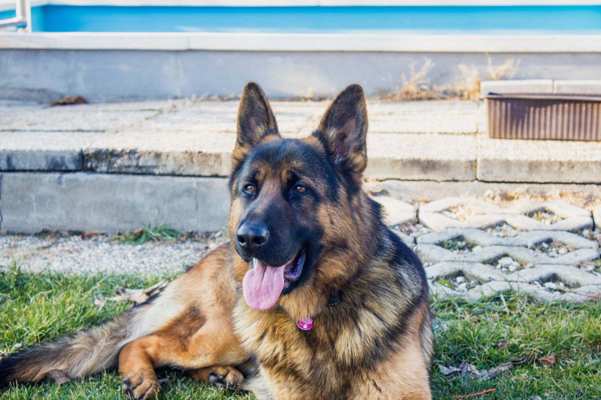 a german shepherd dog is laying on the grass in front of a pool .