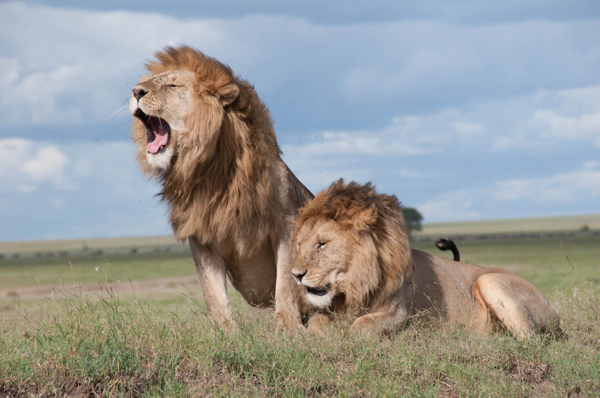 two lions are standing in the grass with their mouths open