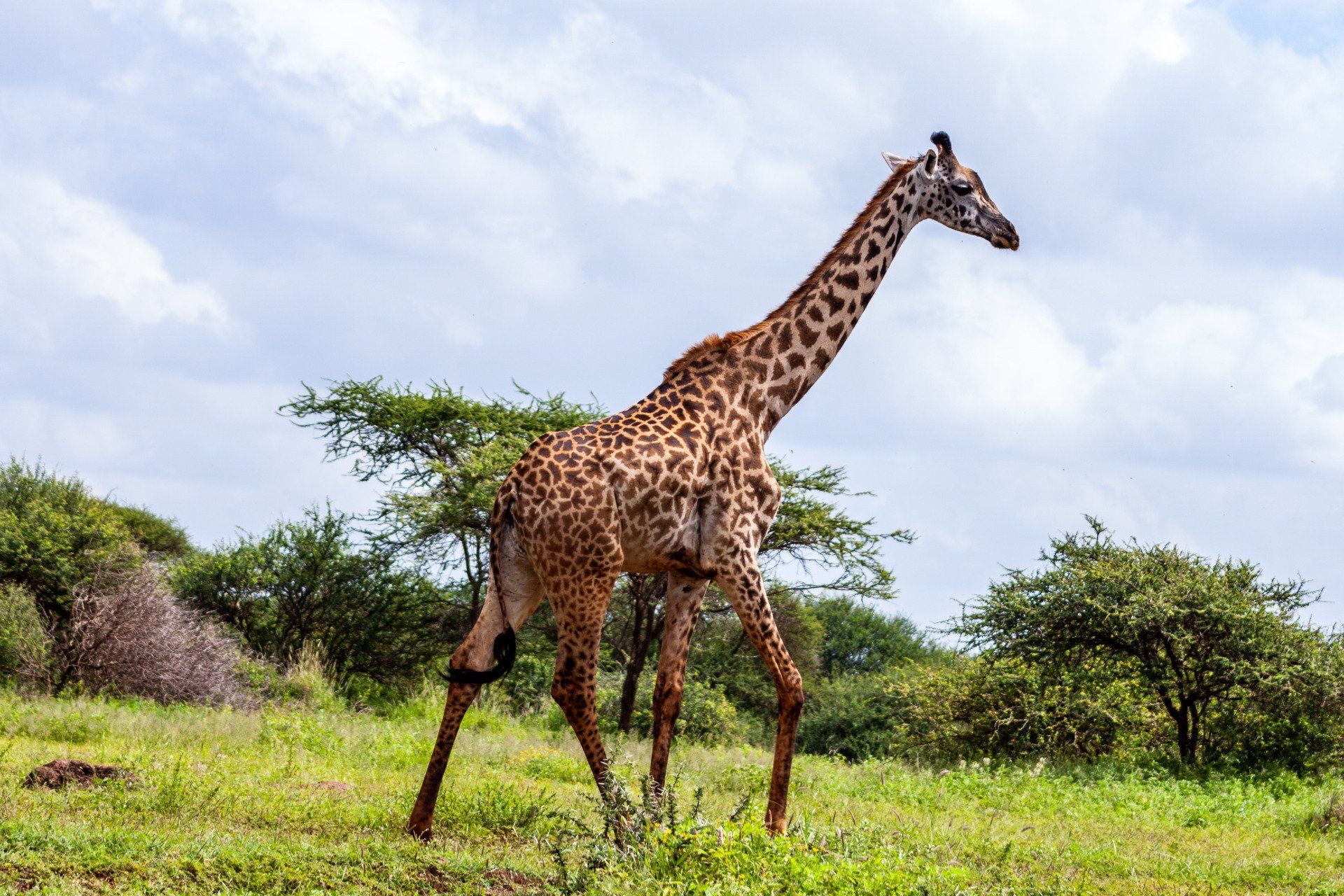 A giraffe is standing in a grassy field with trees in the background.