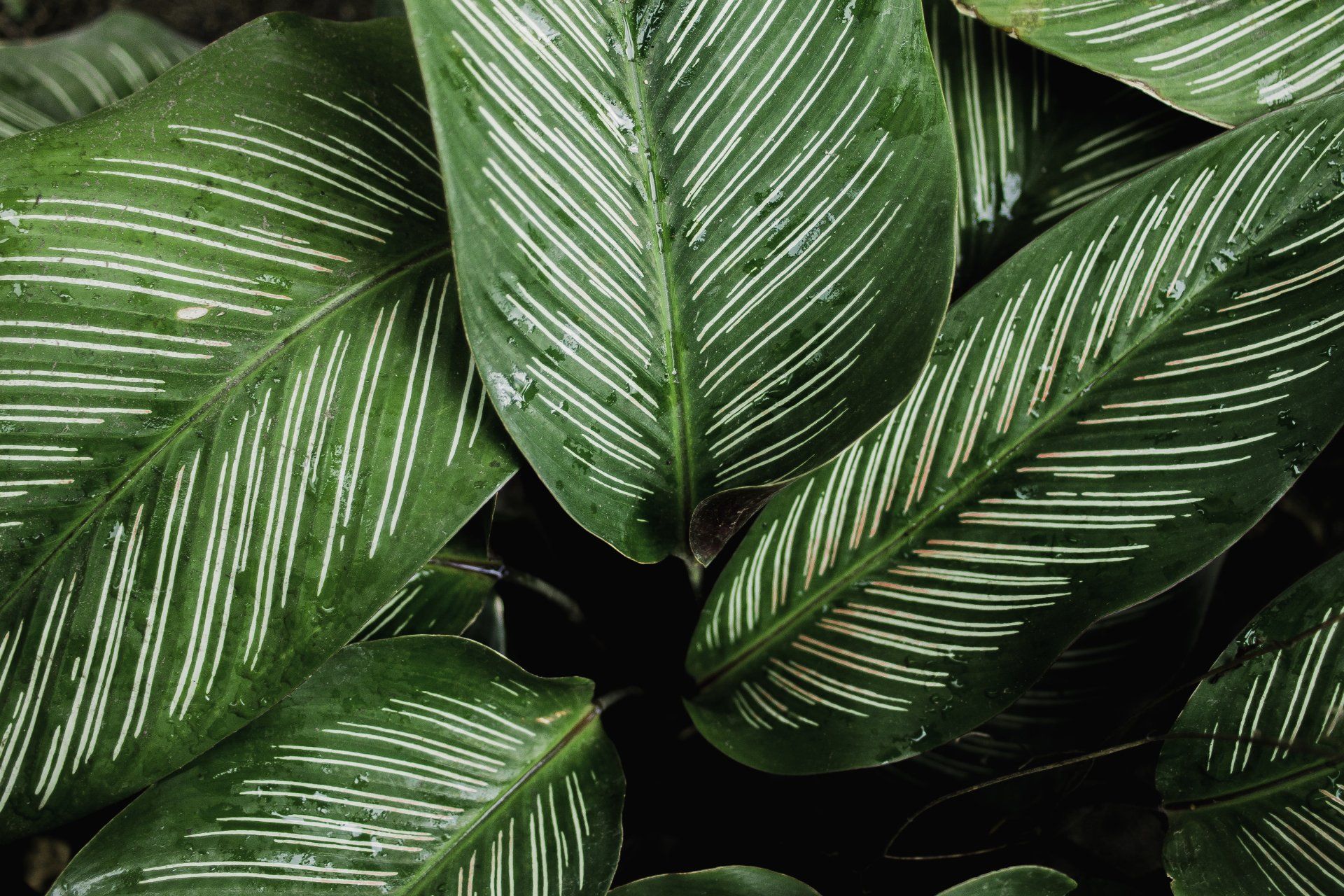 Green leaves with white striped patterns.