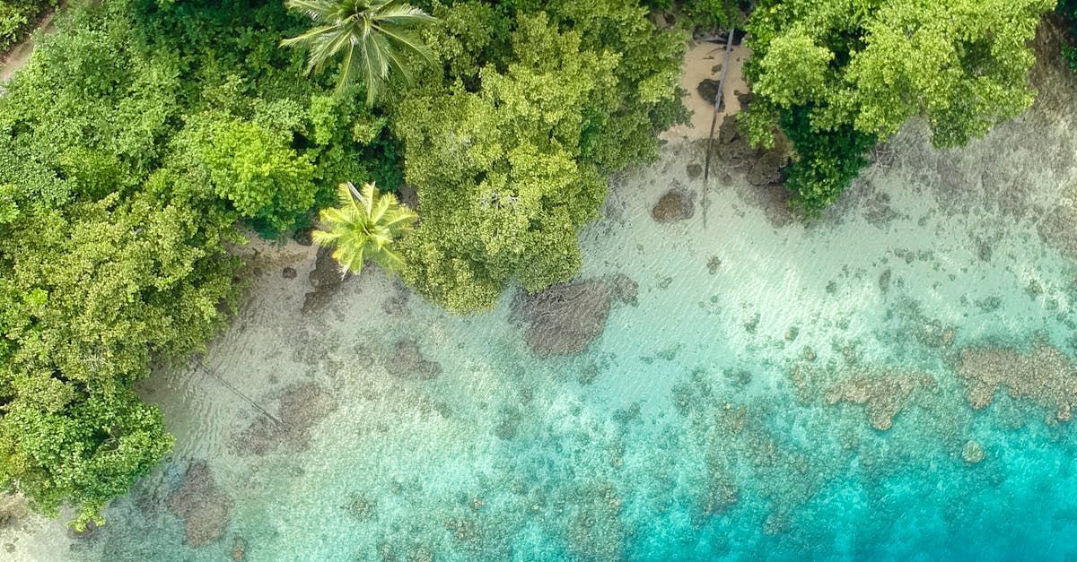 An aerial view of a tropical island with trees and a body of water.