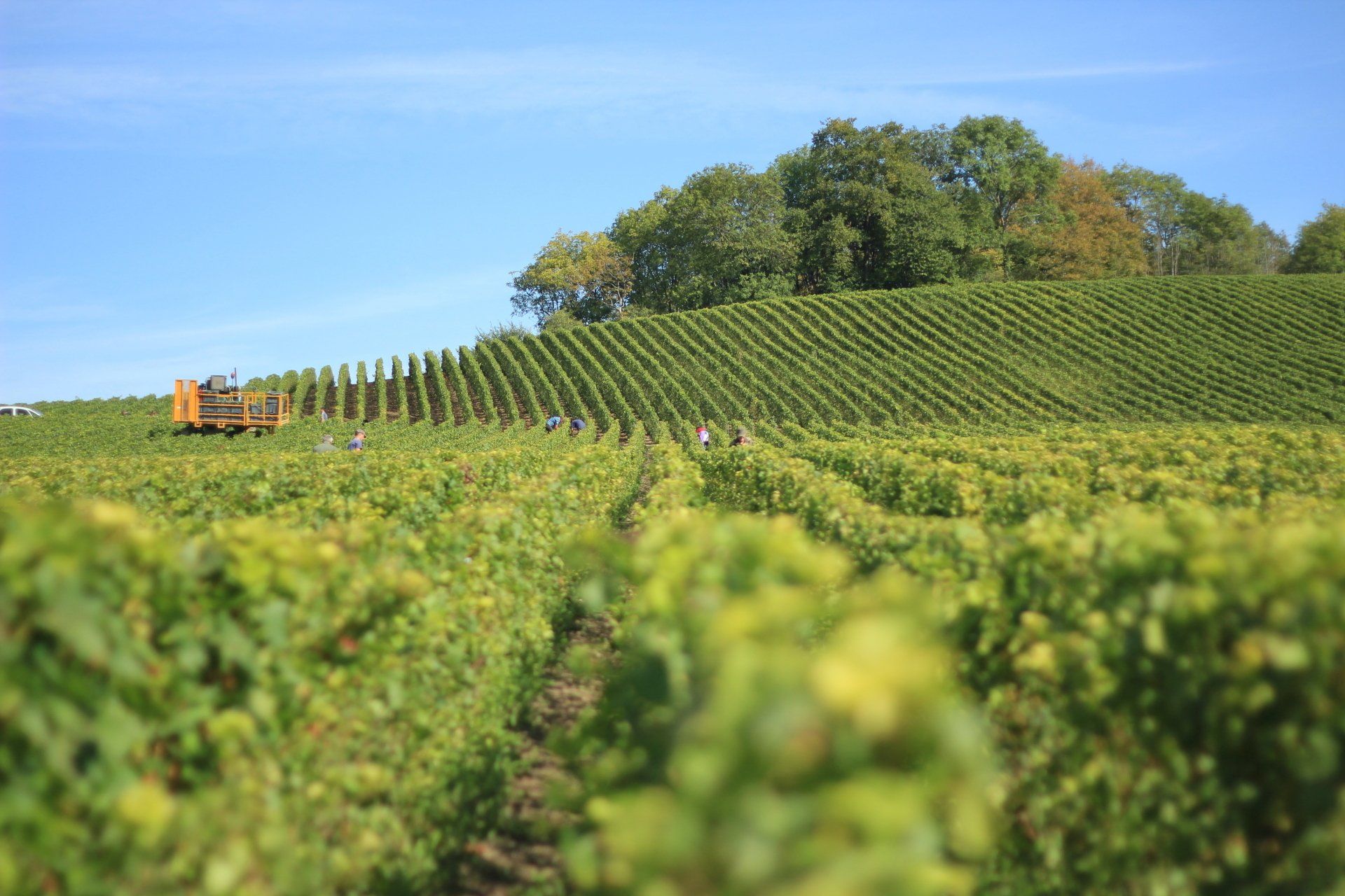 A tractor is driving through a vineyard on a sunny day.