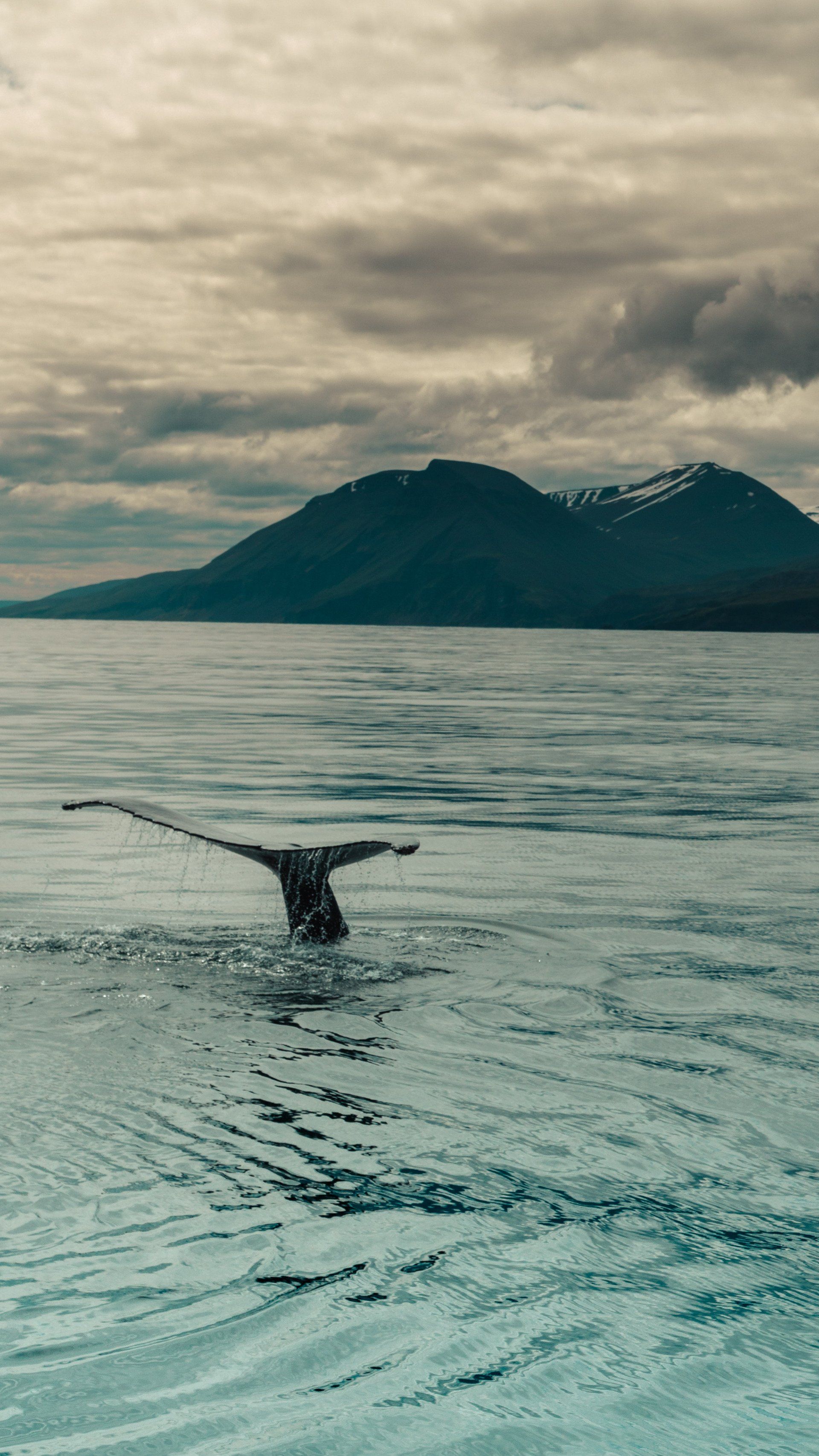 Humpback Whale Swimming in The Ocean with Mountains in The Background