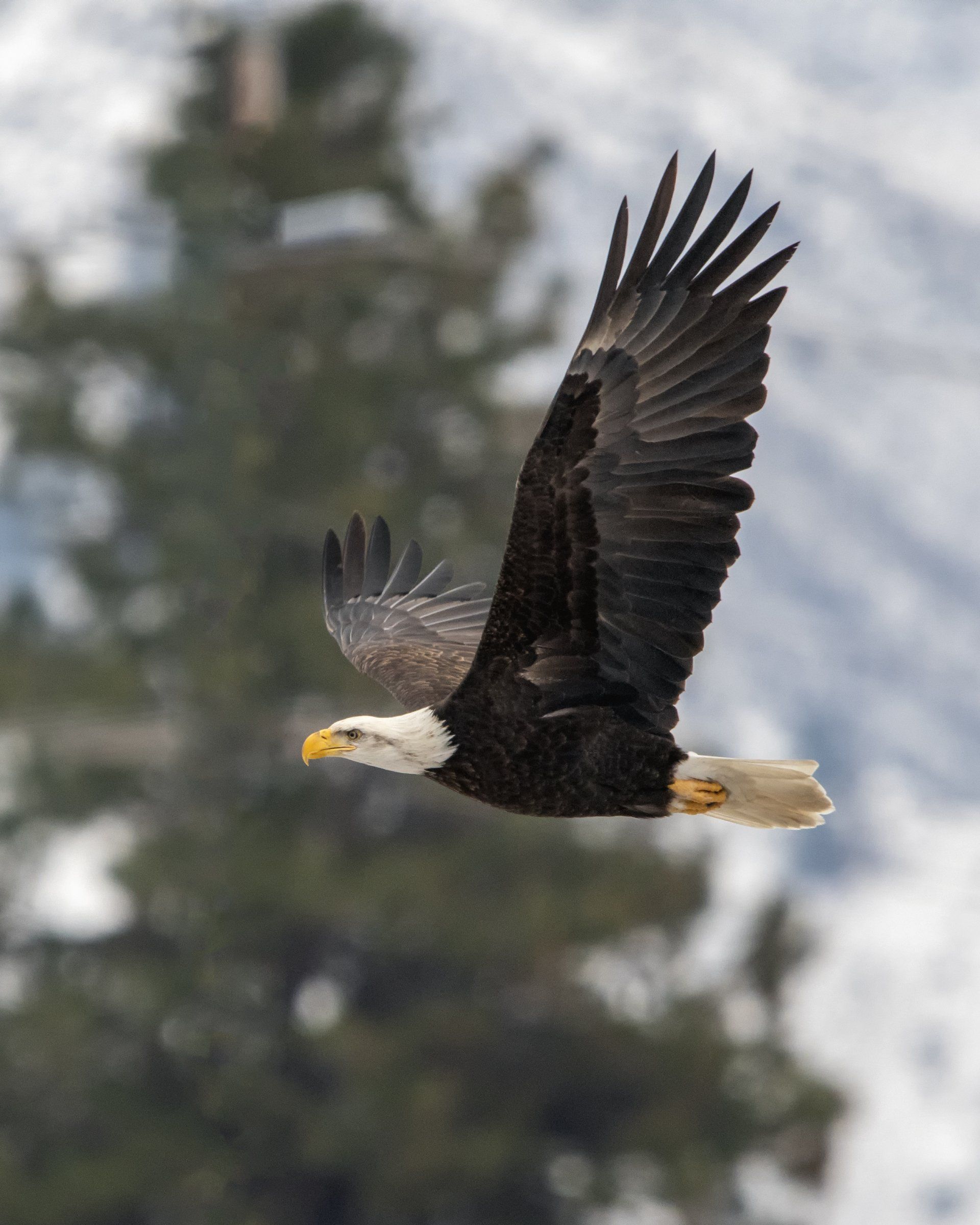 Seven Sacred Grandfather Teachings by Sue Cartwright, Community ssembly of the British Isles