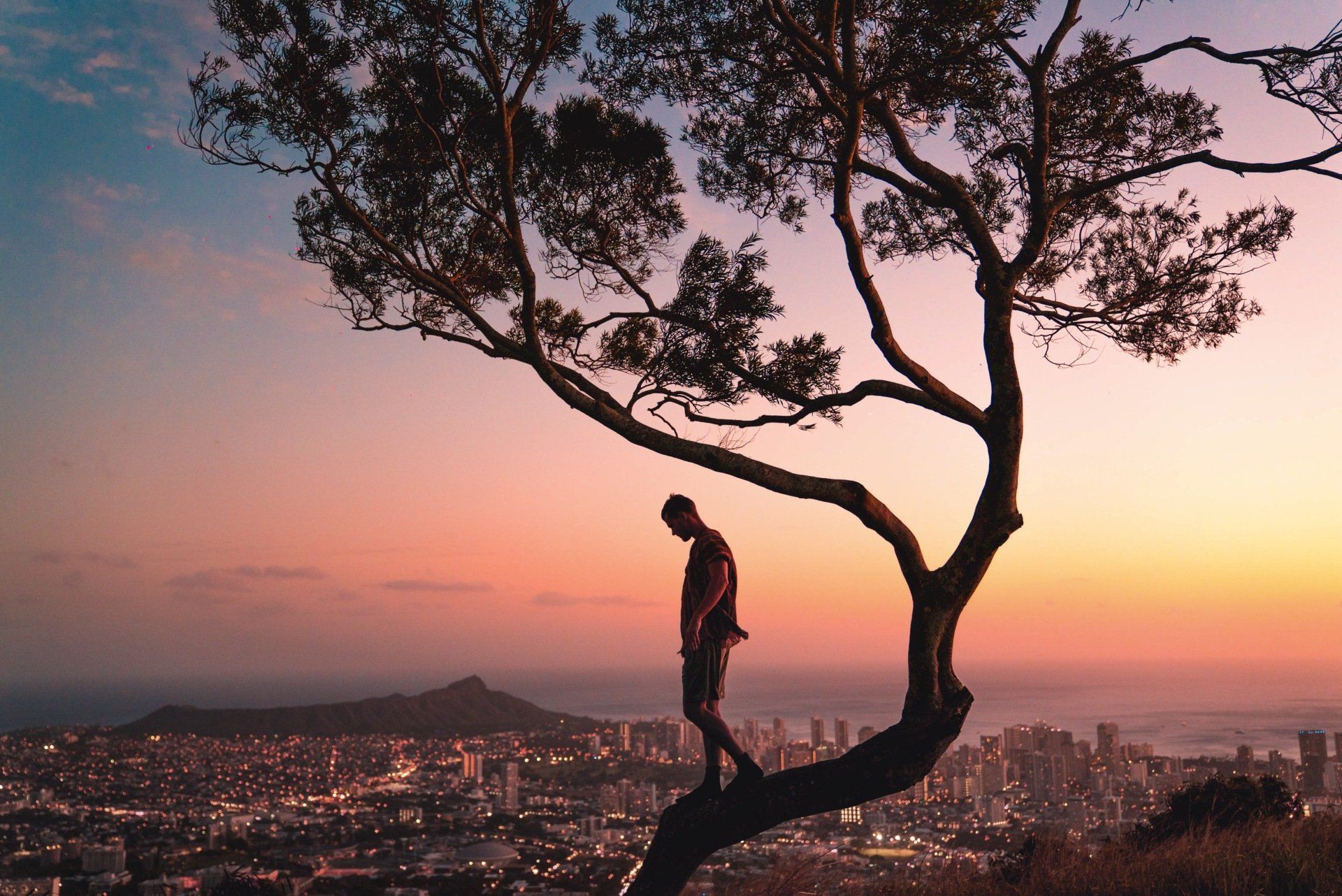 un homme se tient au sommet d' un arbre au-dessus d' une ville au coucher du soleil