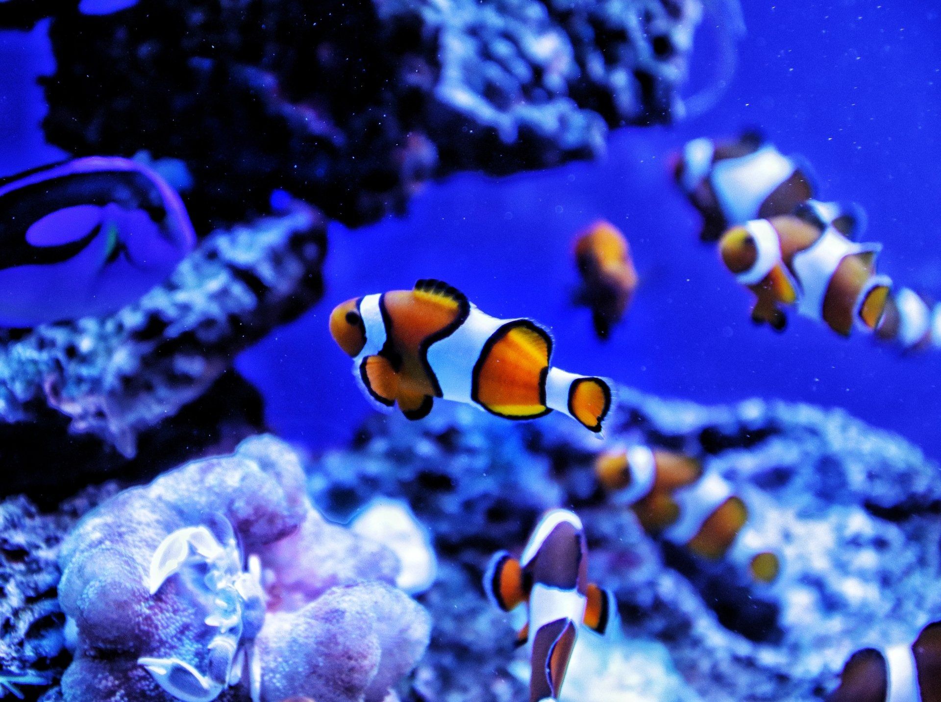 The Top 6 SaltWater Fish To Begin Your Aquarium