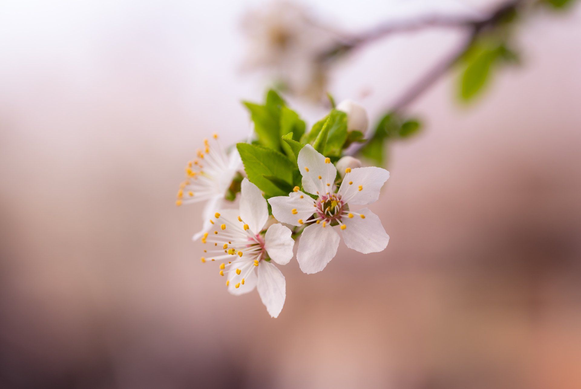 a close up of a white flower on a tree branch .