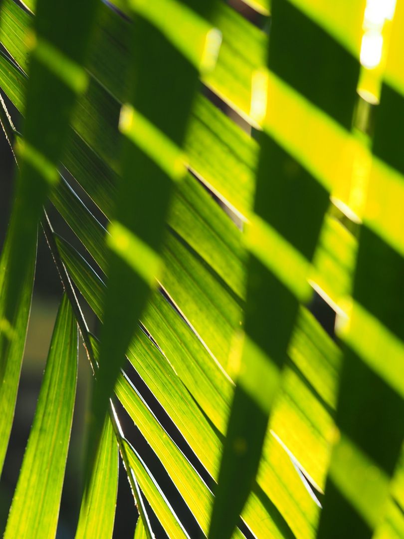 A close up of a palm tree leaf with the sun shining through it