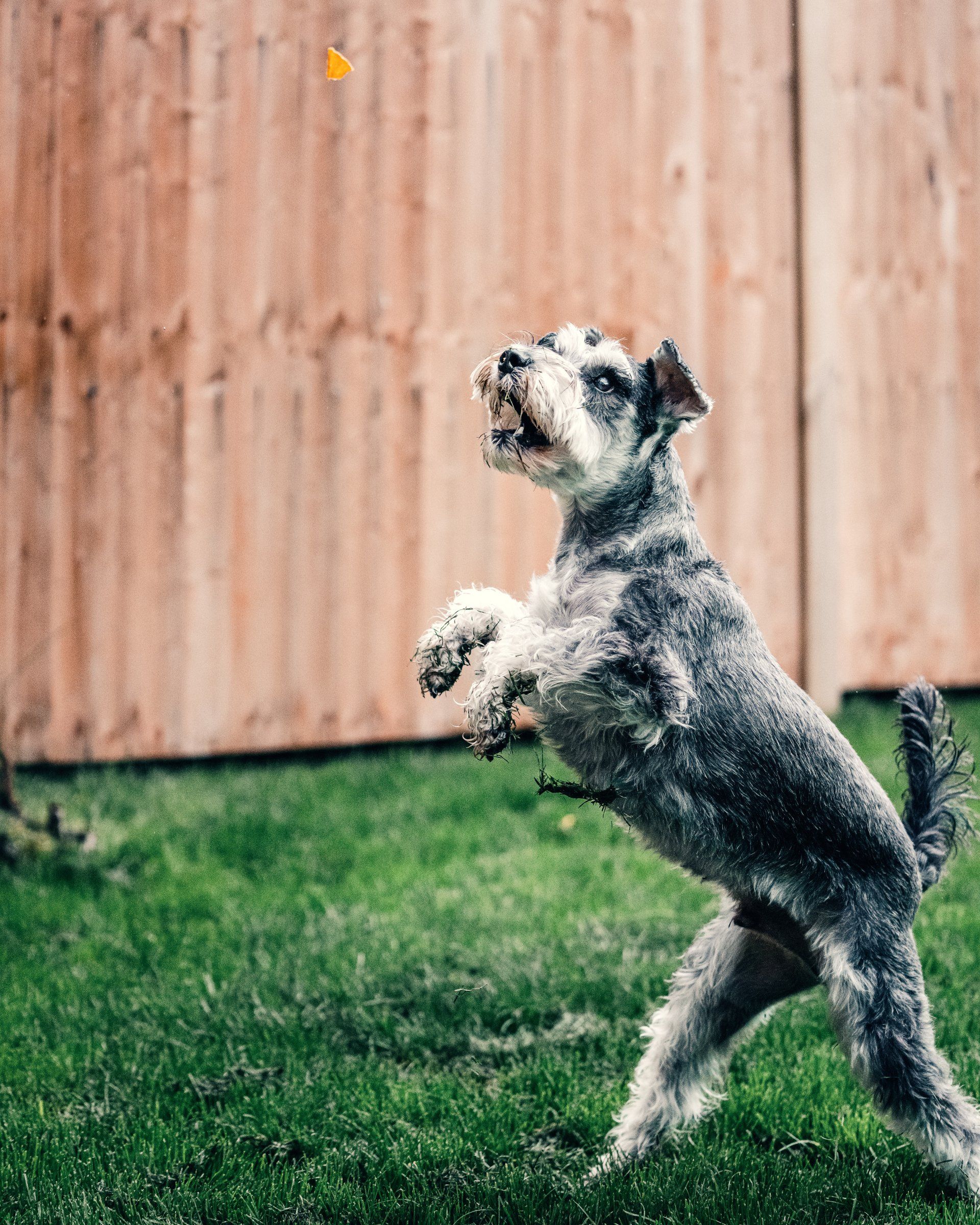 Black and white dog jumps up to grab a treat