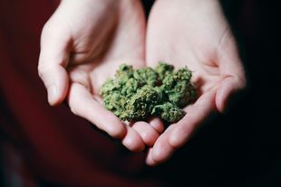 Mains jointes, tenant un tas de bourgeons de marijuana verts.