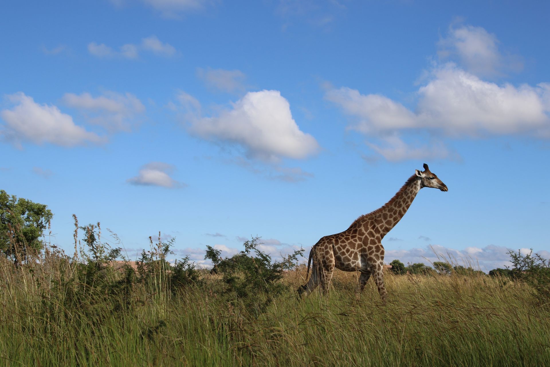 a giraffe standing in a field with a blue sky and clouds behind it